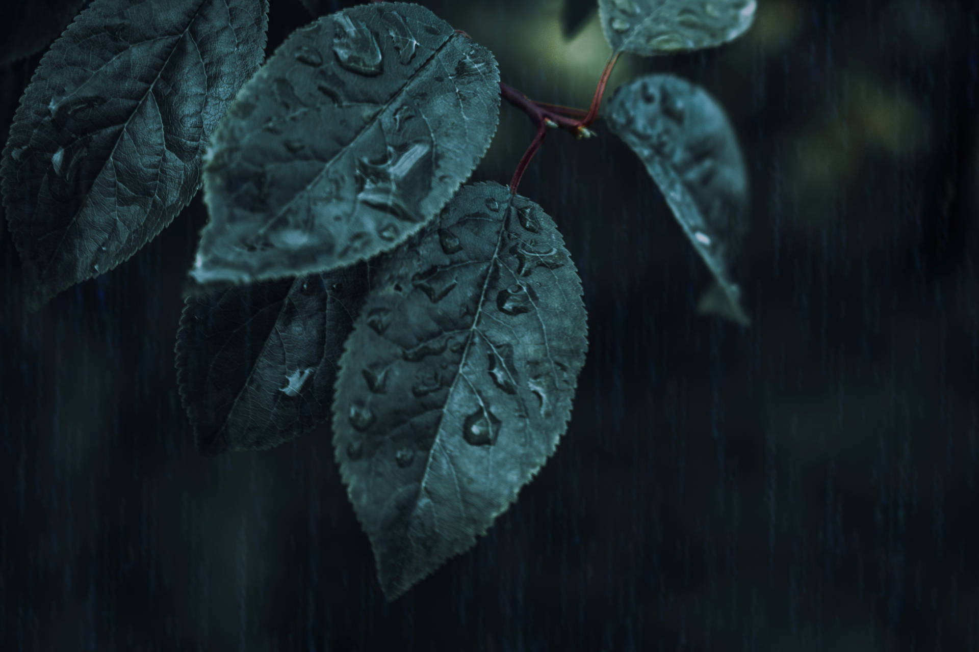 暴風雨之夜，深綠色葉子上雨滴的特寫。 — 三星 Galaxy S20 壁紙