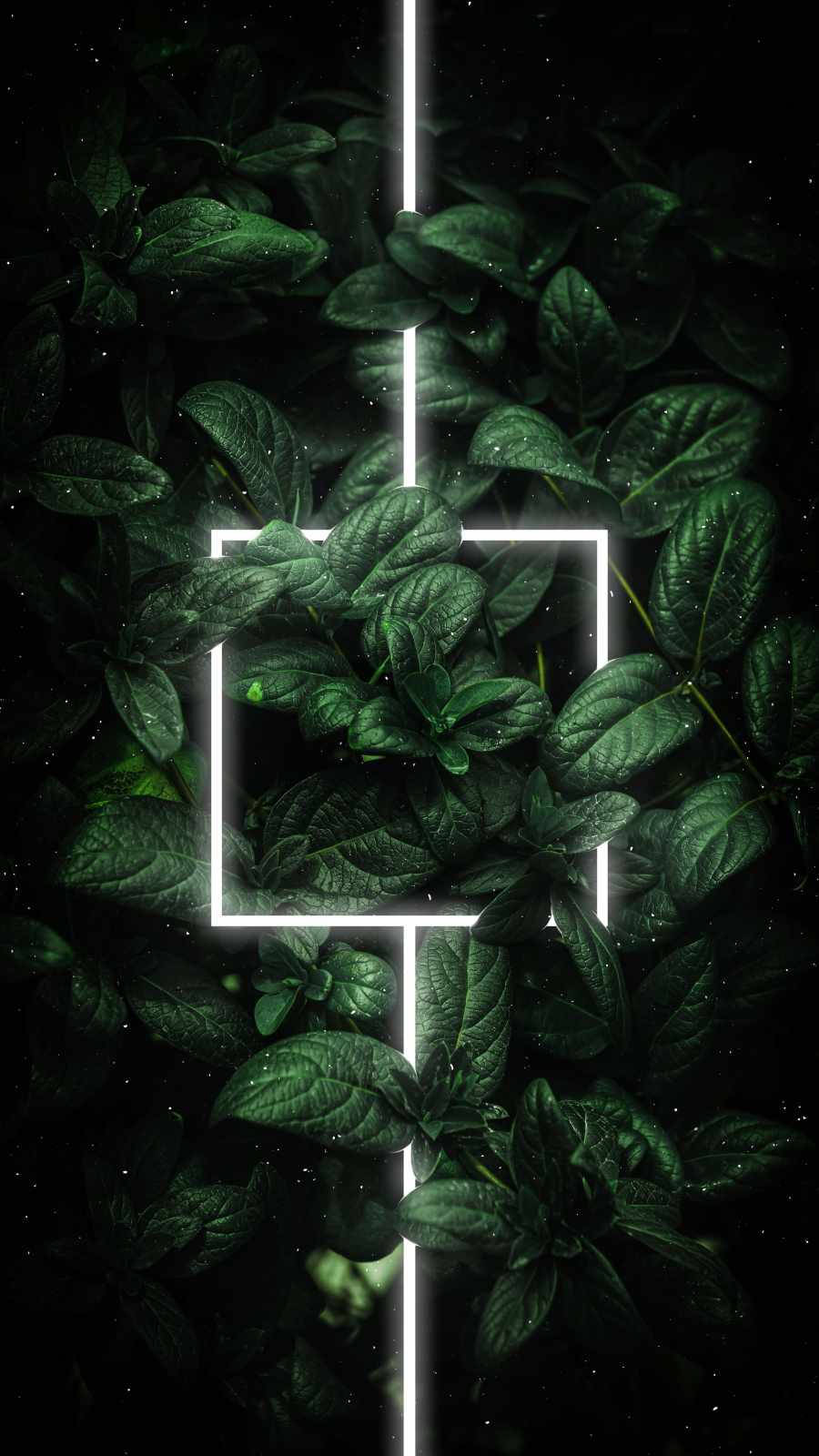 Leaves 桌布 壁紙 — 深綠色葉子在霓虹白色幾何線條下發光，背景是星空黑色。