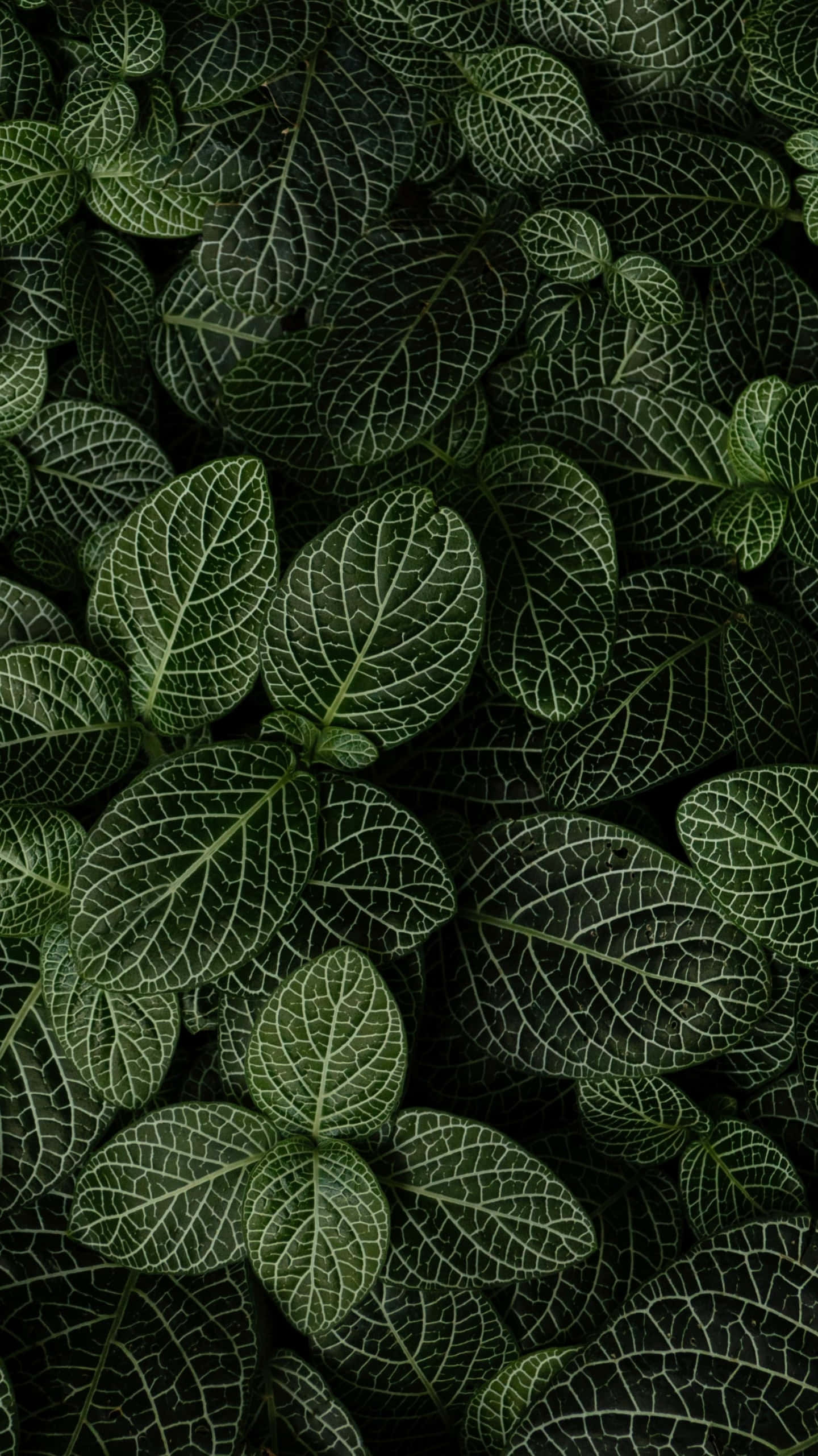 Plant Phone 桌布 壁紙 — 深綠色葉子的特寫，帶有複雜的白色葉脈，營造出豐富紋理的自然圖案。