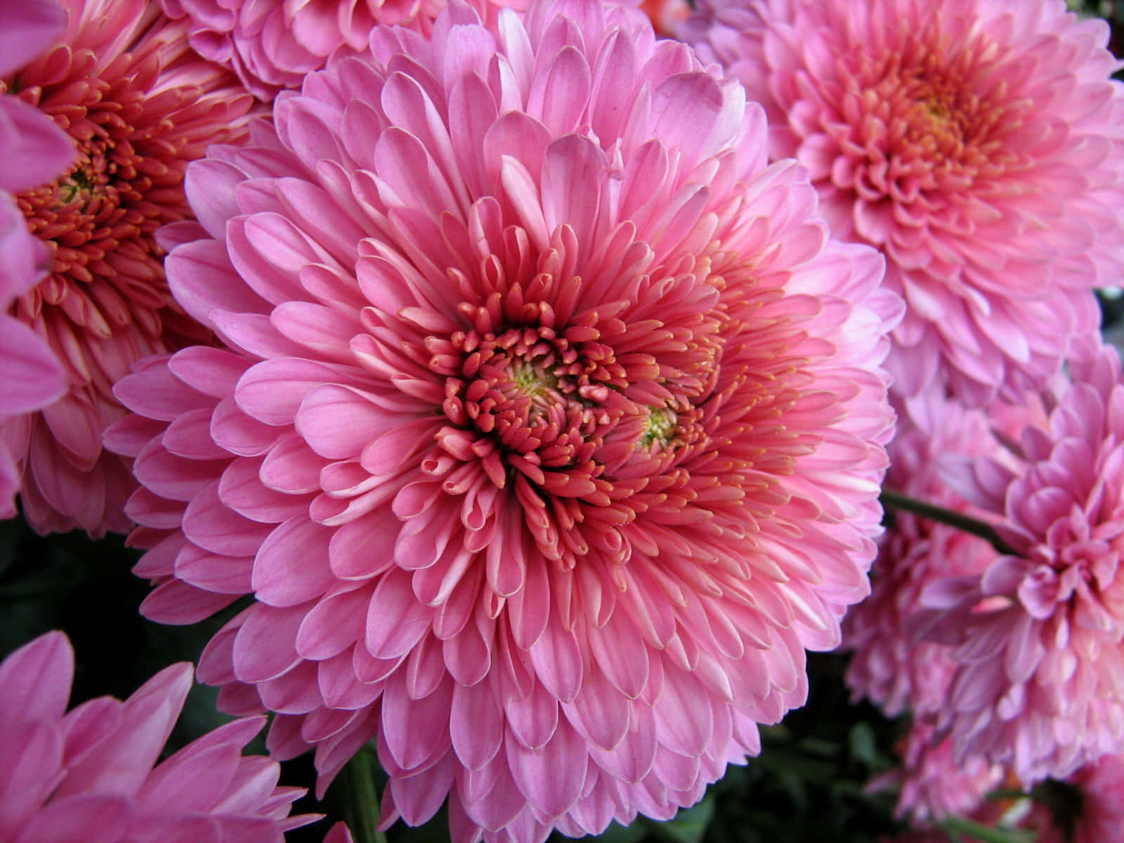 菊花 桌布 壁紙 — 深綠色葉子背景下，鮮豔粉紅色菊花層層花瓣和橙色花蕊的特寫。
