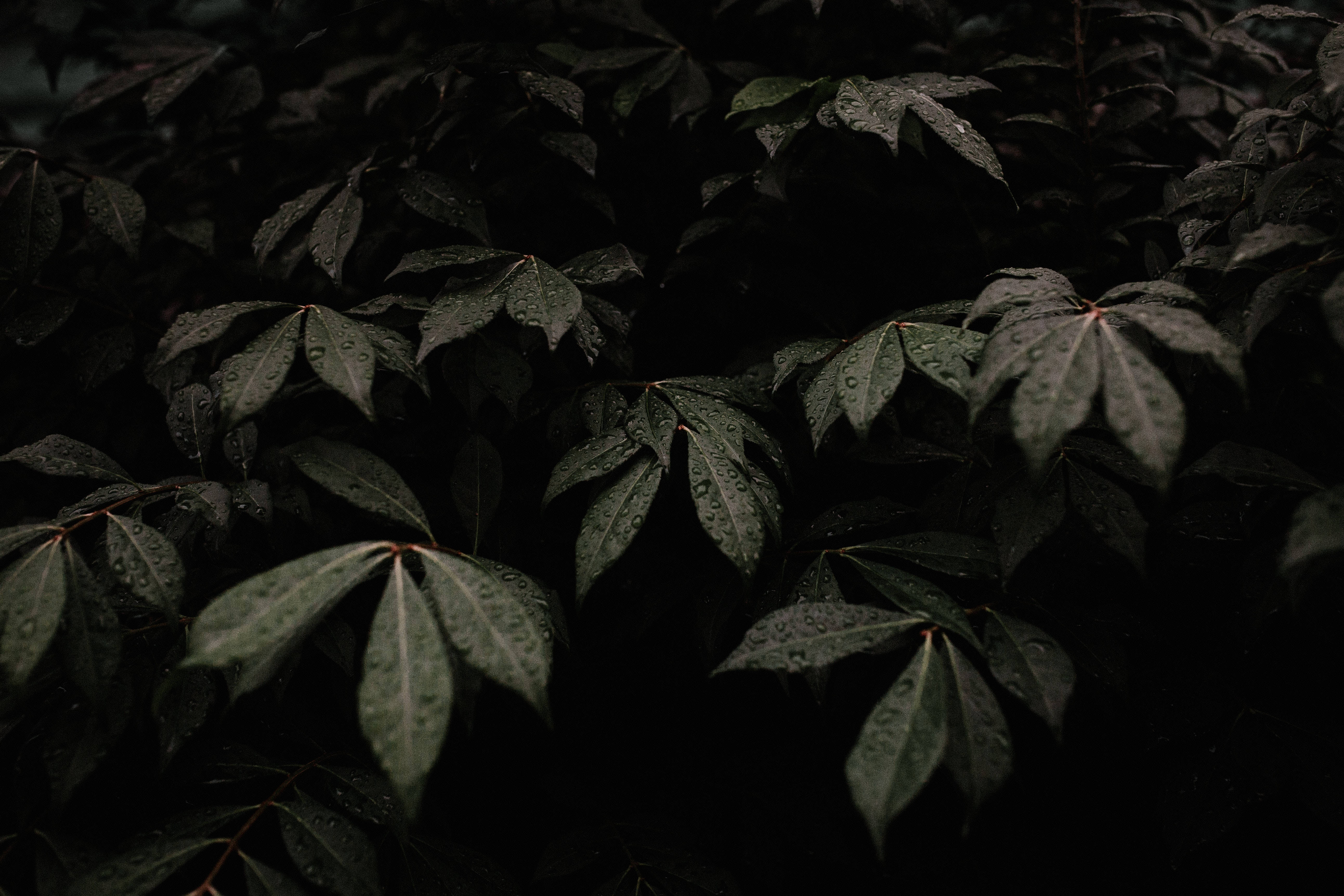 Plant Aesthetic 桌布 壁紙 — 深綠色葉片在陰影背景上閃爍著雨滴，營造出陰鬱的森林場景。
