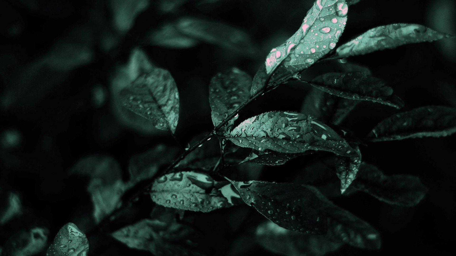 深綠色系動畫 桌布 壁紙 — 深綠色葉片在陰鬱燈光下閃爍著雨滴，其中一片葉子上帶有微妙的粉紅色斑點。