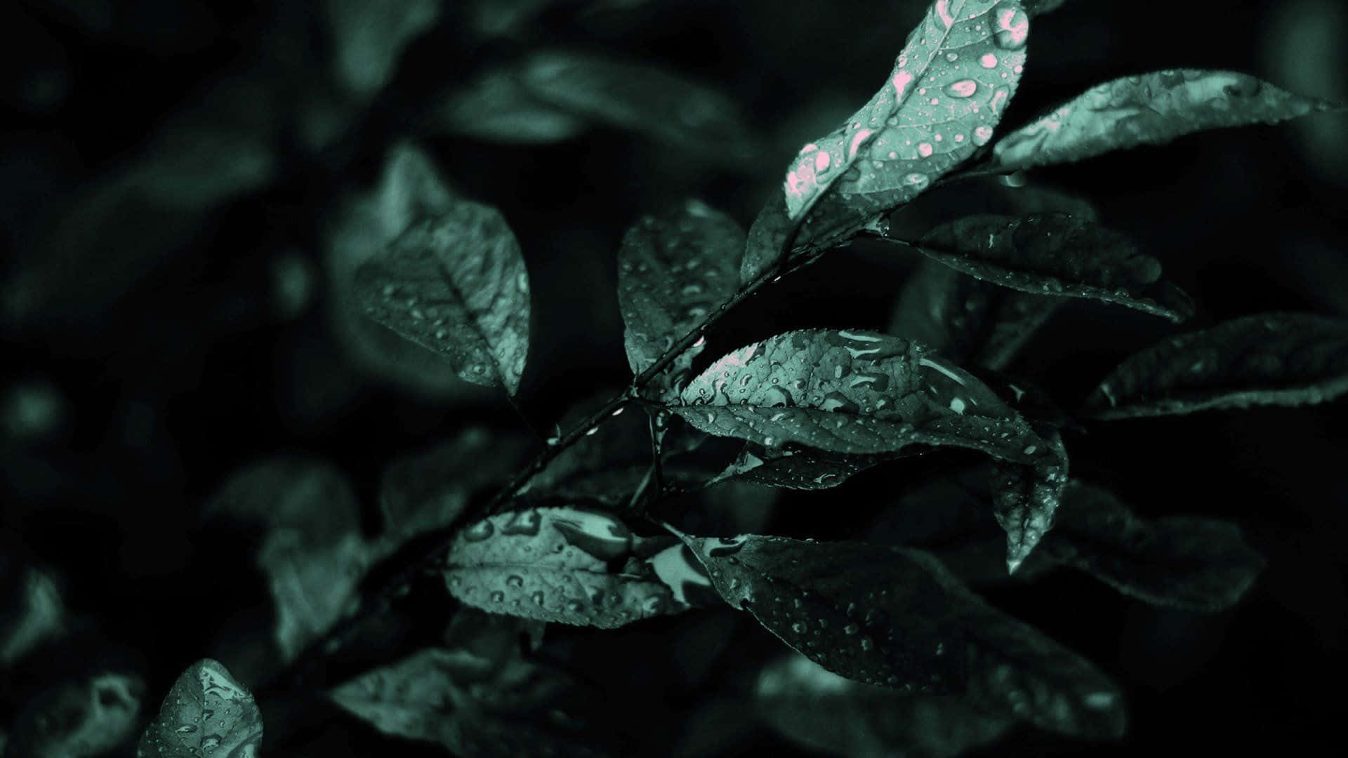 深綠色系動畫 桌布 壁紙 — 深綠色葉片在陰鬱燈光下閃爍著雨滴，其中一片葉子上有細微的粉紅色斑點。