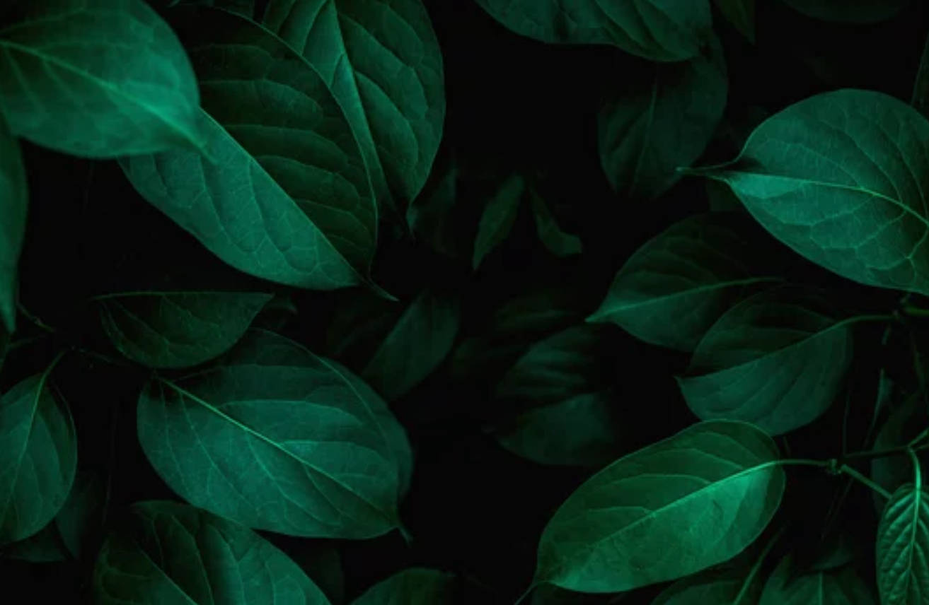 Leaves 桌布 壁紙 — 深綠色葉片在黑色背景上散發霓虹光澤，營造出陰鬱的植物紋理。