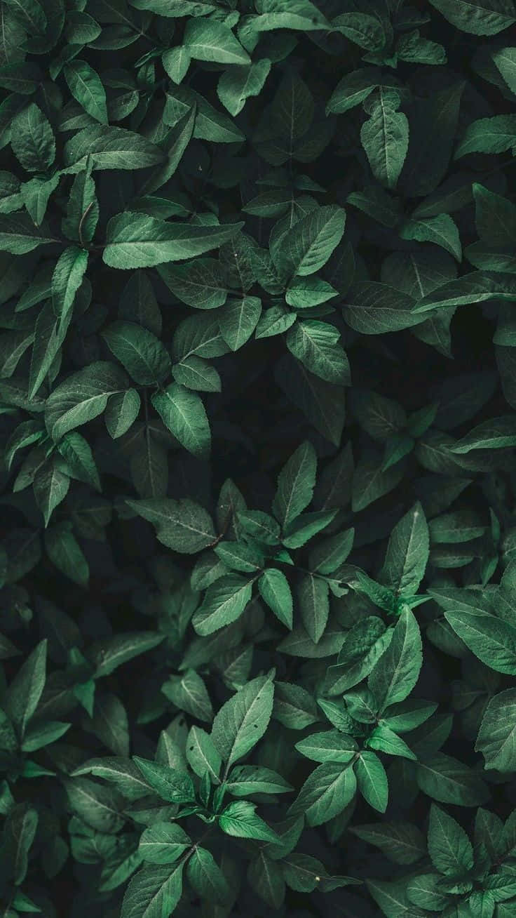 Plant 桌布 壁紙 — 深綠色葉片密集交織，帶有細微高光和陰影，營造出豐富的自然紋理。