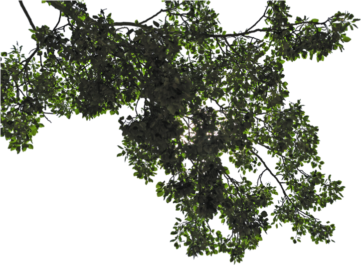 Tree Leaves 桌布 壁紙 — 深綠色葉片密集簇擁，點綴著粉紅花朵，襯以純黑背景。