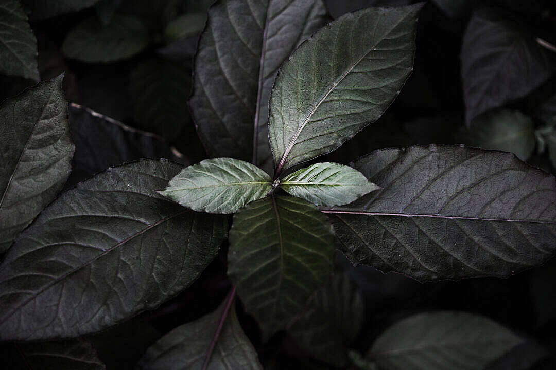 Leaf 桌布 壁紙 — 深綠色葉片帶有紫色葉脈，在陰暗背景下柔和發光的特寫。