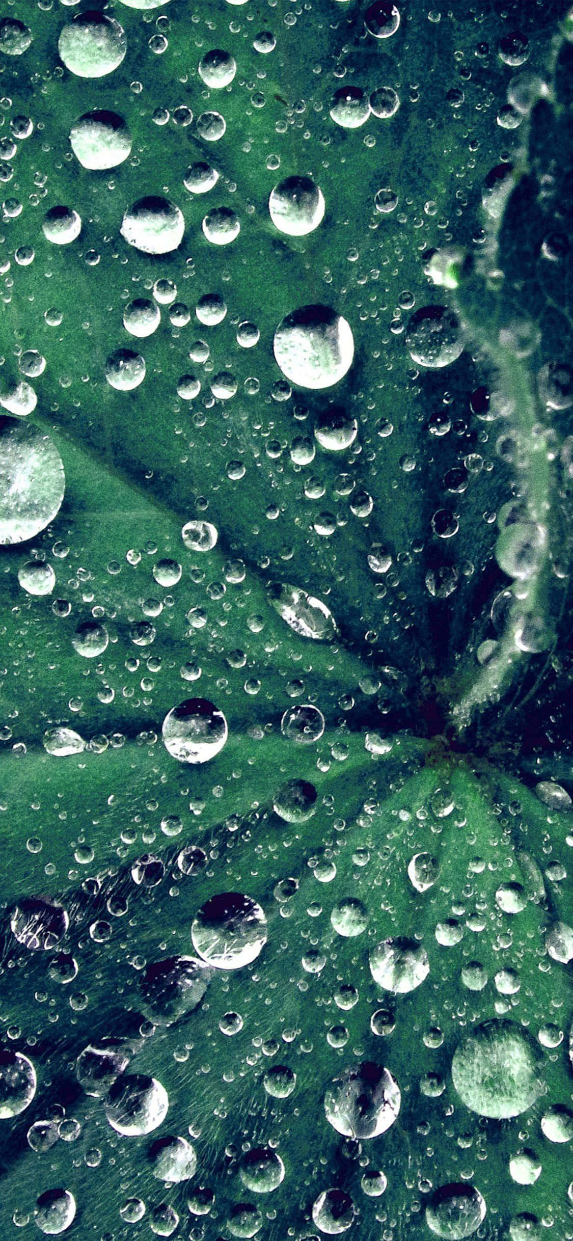 Water Droplet 桌布 壁紙 — 深綠色葉片表面掛著閃亮水滴的特寫。