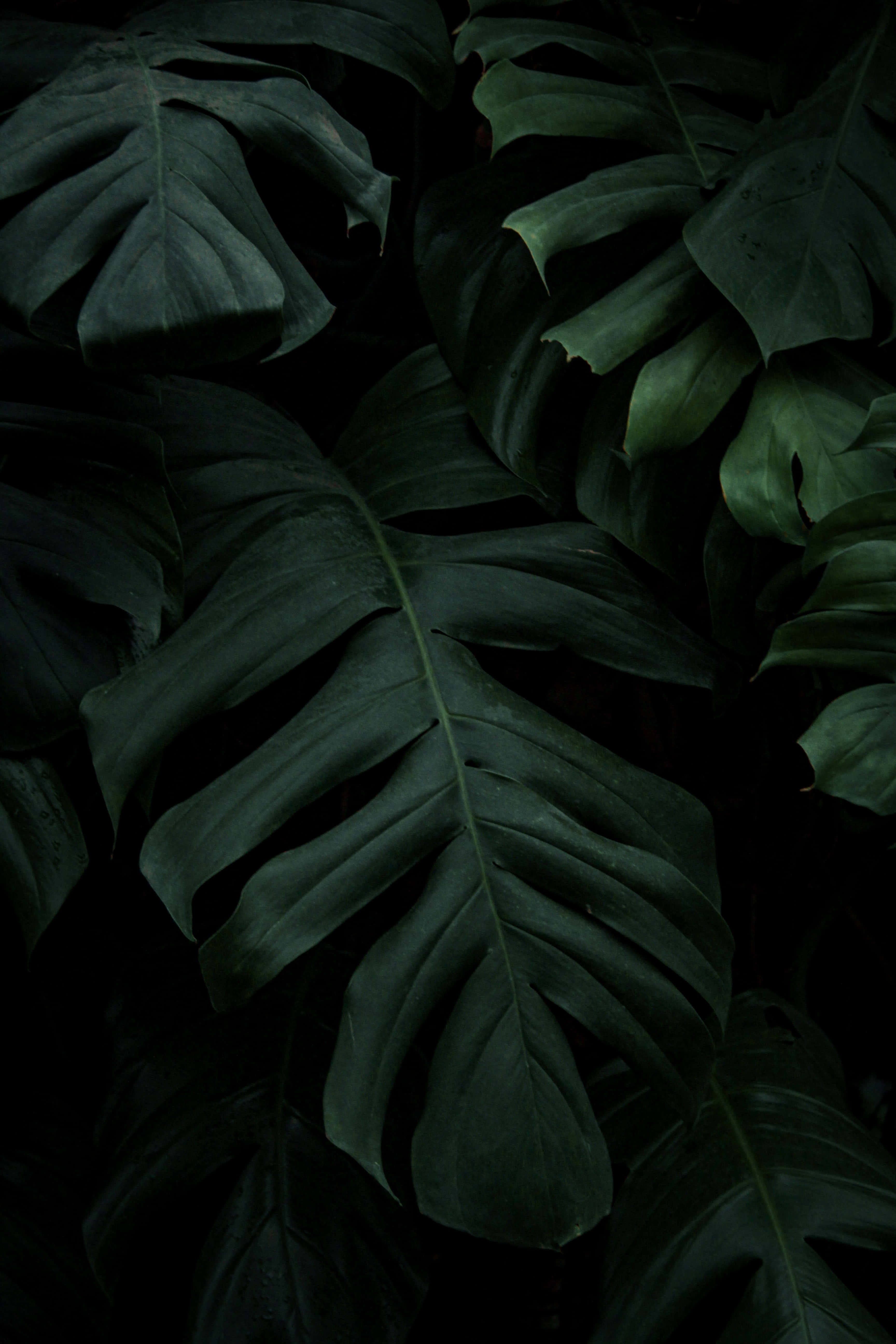 Monstera Plant 桌布 壁紙 — 深綠色葉脈的深色龜背竹葉，在黑色背景上以陰鬱的熱帶特寫微妙地發光。