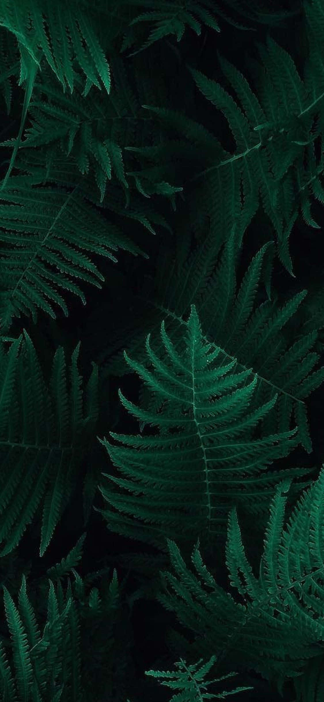 Plant Aesthetic 桌布 壁紙 — 深綠色蕨葉密集層疊在黑色背景上，營造出茂密陰鬱的植物圖案。