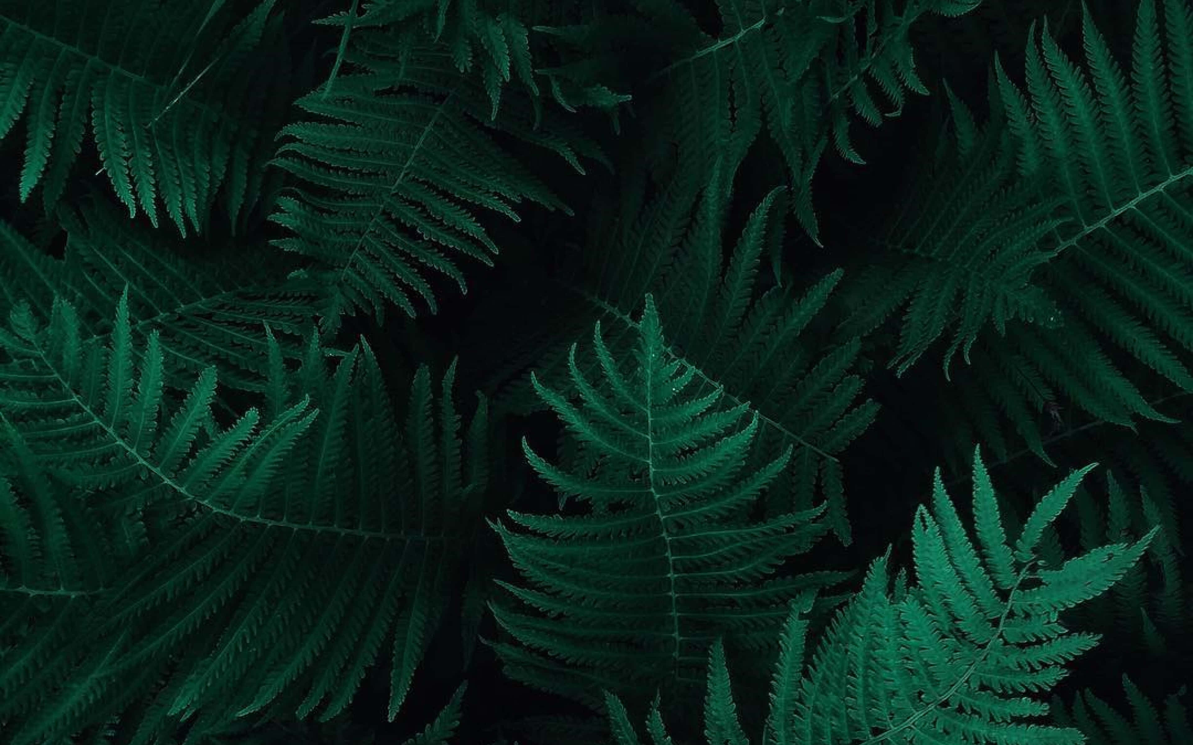 Dark Nature 桌布 壁紙 — 深綠色蕨類葉片在黑色背景上重疊成濃密茂盛的圖案。