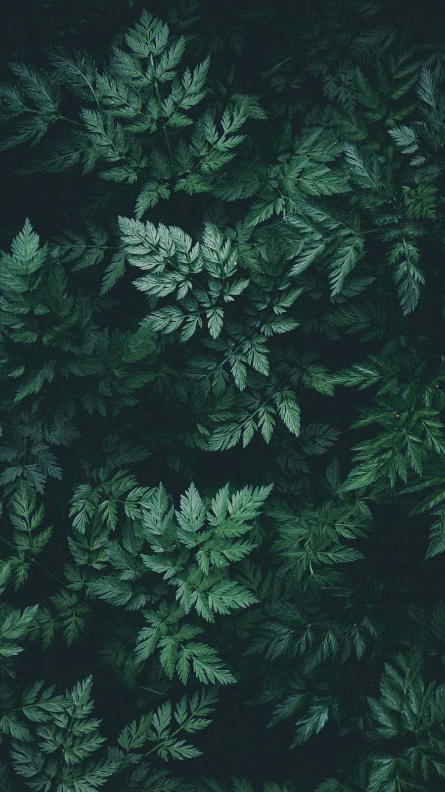 Nature Green 桌布 壁紙 — 深綠色蕨類葉片密集層疊在黑色背景上，營造出茂密陰鬱的植物紋理。