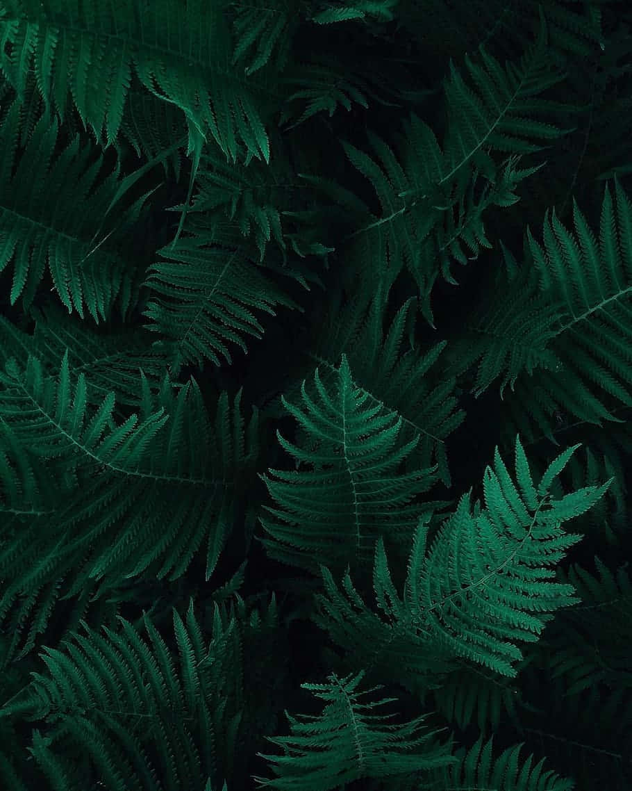 Green Phone 桌布 壁紙 — 深綠色蕨類葉片層層疊疊，形成一片茂密的掛毯，襯托著黑暗陰影的背景。