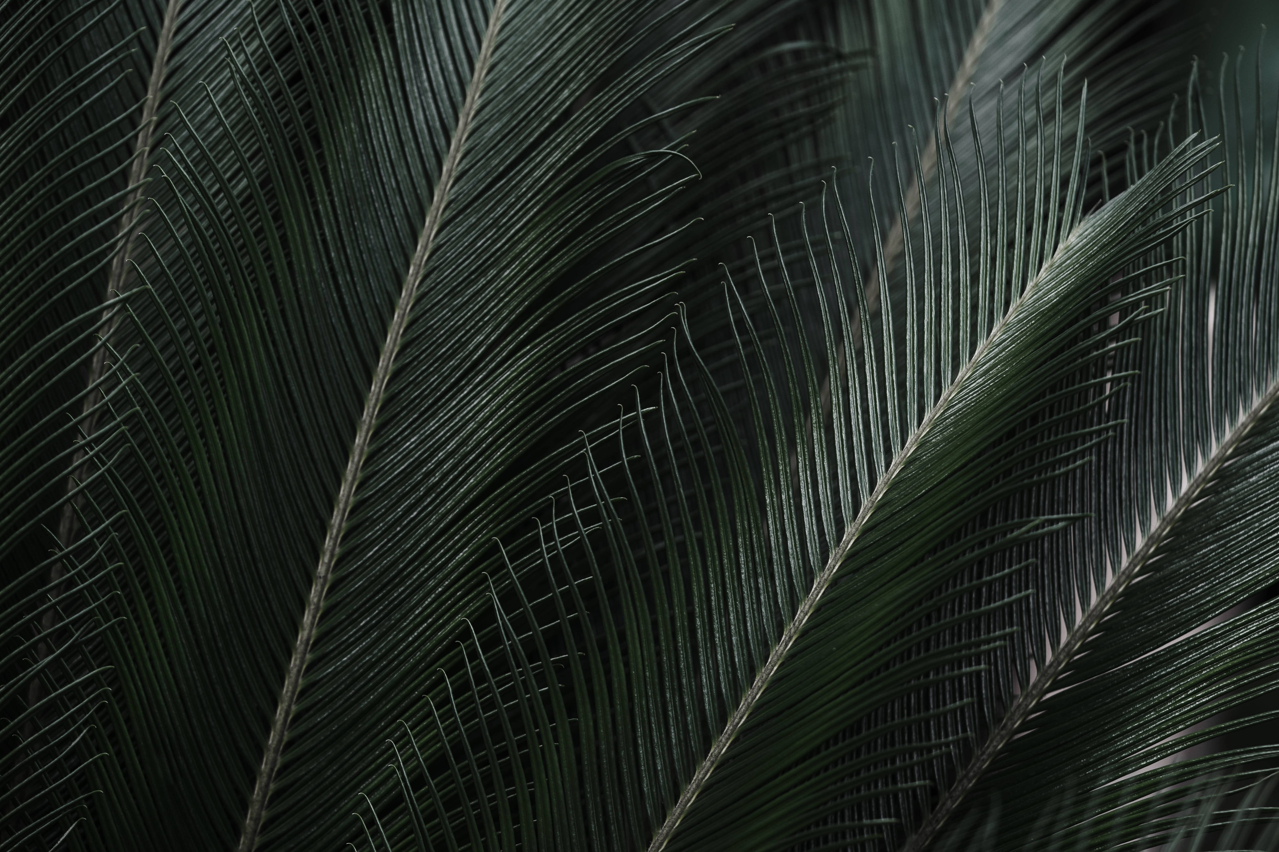 Plant Aesthetic 桌布 壁紙 — 深綠色蘇鐵葉的特寫，帶有複雜的葉脈圖案和柔和陰影，營造出陰鬱的熱帶質感。