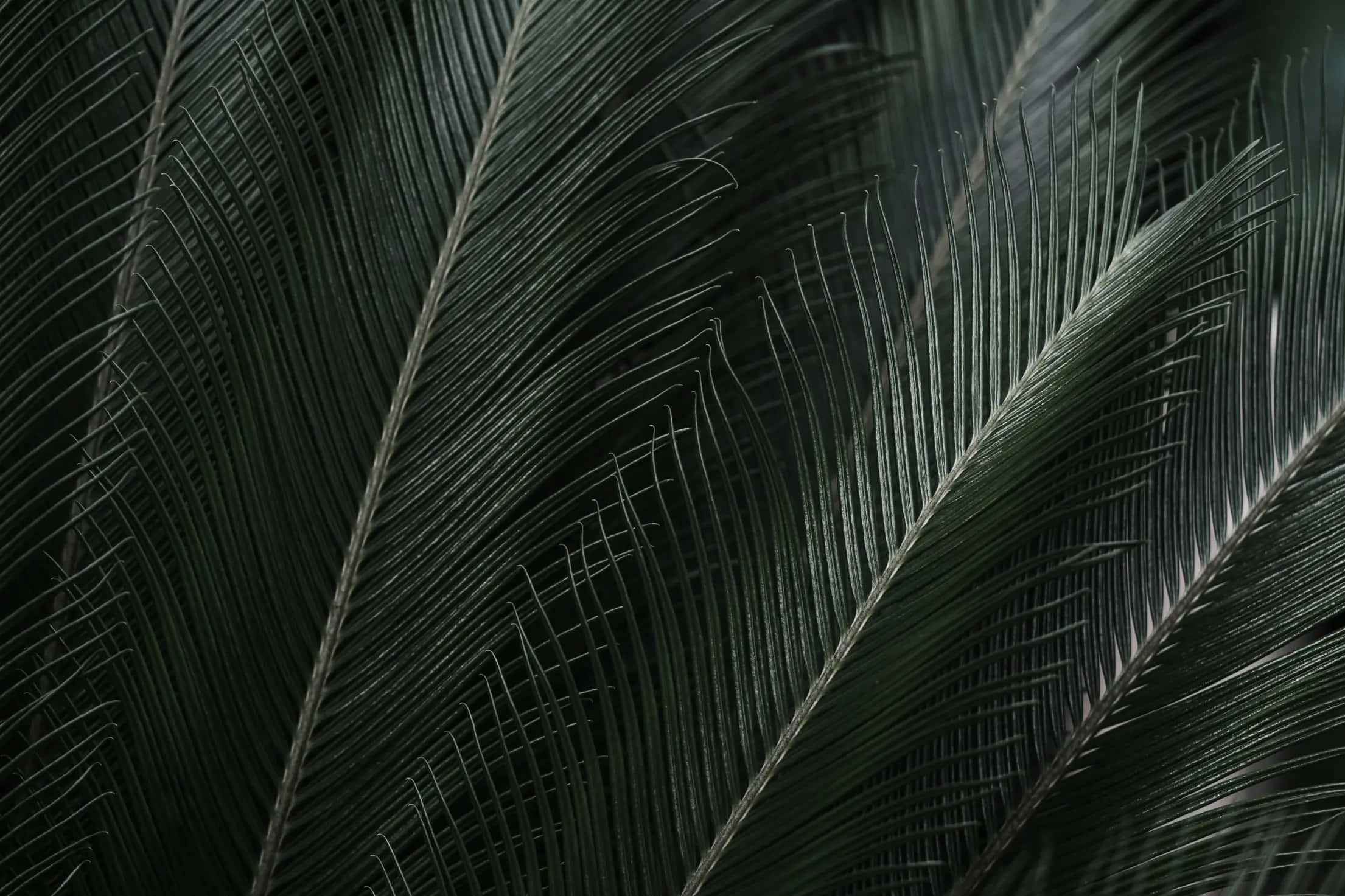Tropical 桌布 壁紙 — 深綠色蘇鐵葉的特寫，帶有複雜的葉脈圖案和柔和的陰影，營造出陰鬱的植物紋理。