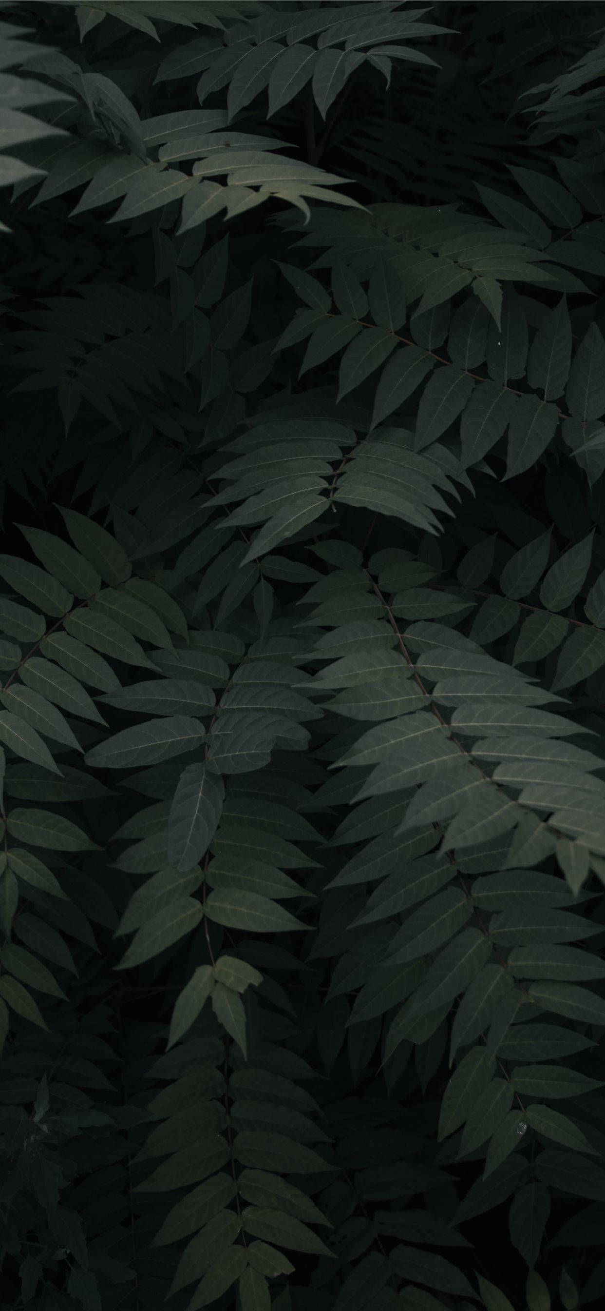 Plants iPhone 桌布 壁紙 — 深綠色複葉在濃密陰暗的樹葉中重疊，營造出陰鬱的自然紋理。