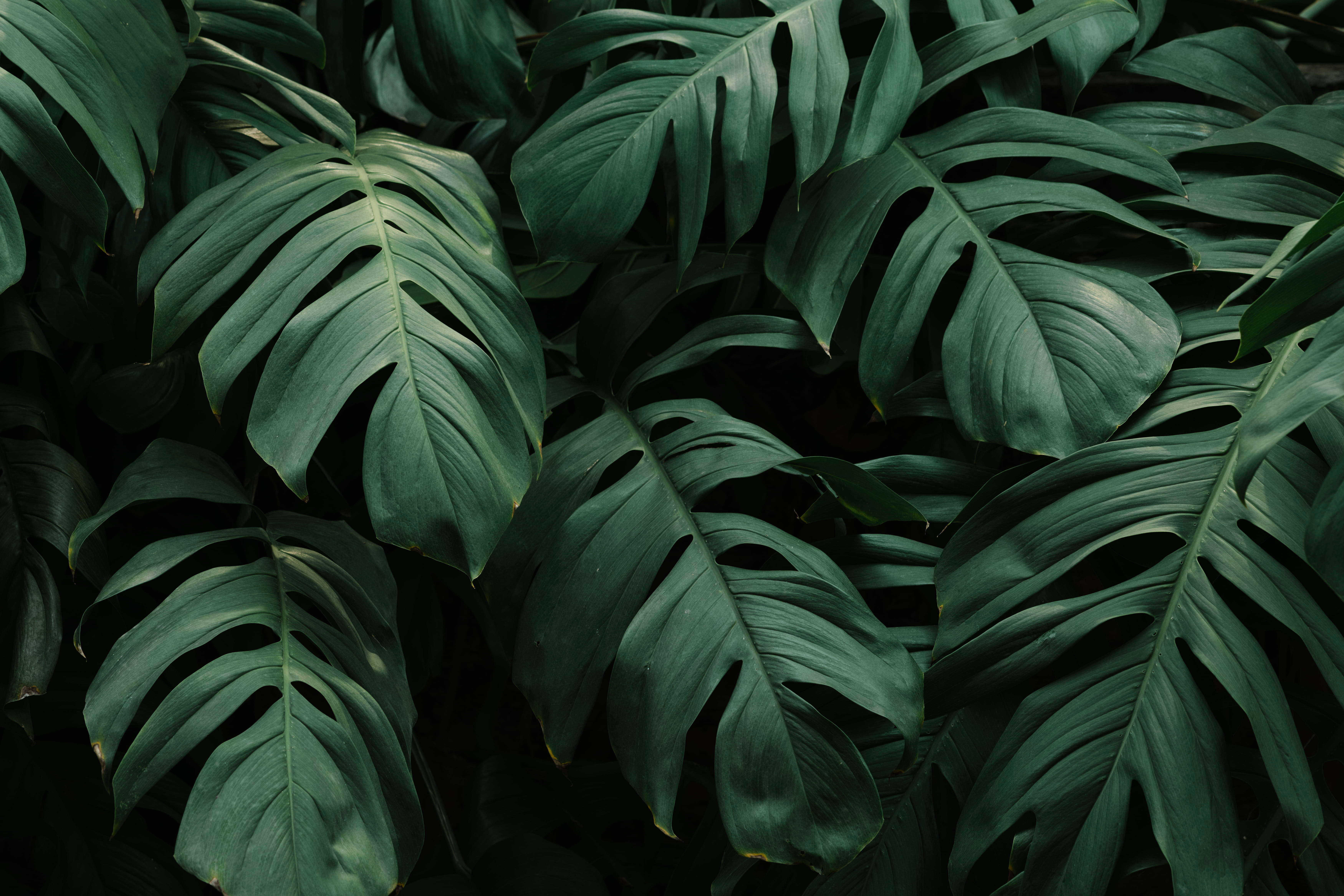 Plant Aesthetic 桌布 壁紙 — 深綠色調的茂密龜背竹葉片，營造出帶有戲劇性陰影和豐富紋理的密集熱帶樹冠。