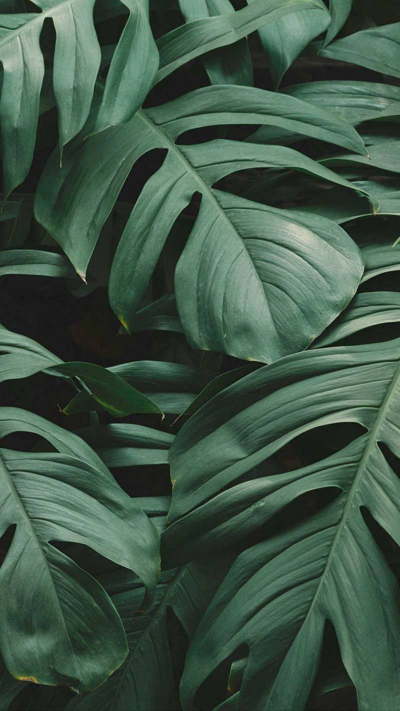 Leaves 桌布 壁紙 — 深綠色調的茂密龜背竹葉片，營造出帶有戲劇性陰影的密集熱帶葉片圖案。