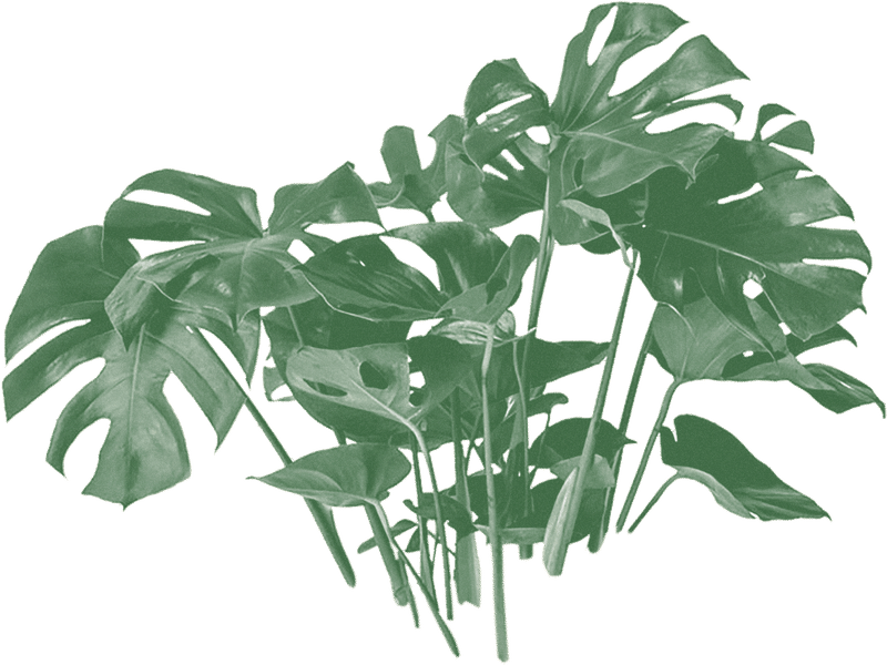 Monstera Plant 桌布 壁紙 — 深綠色調的龜背竹葉片帶有白色輪廓，漂浮在純綠色背景上。