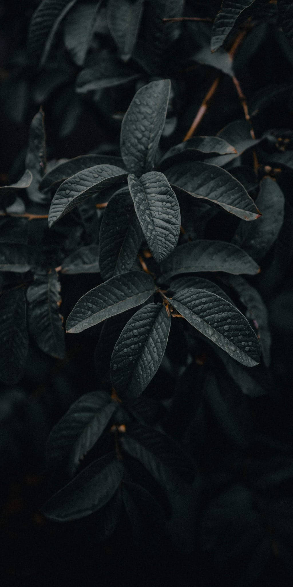 Nature iPhone 桌布 壁紙 — 深色光澤的葉片帶有複雜的葉脈，在陰影背景上微微發光。