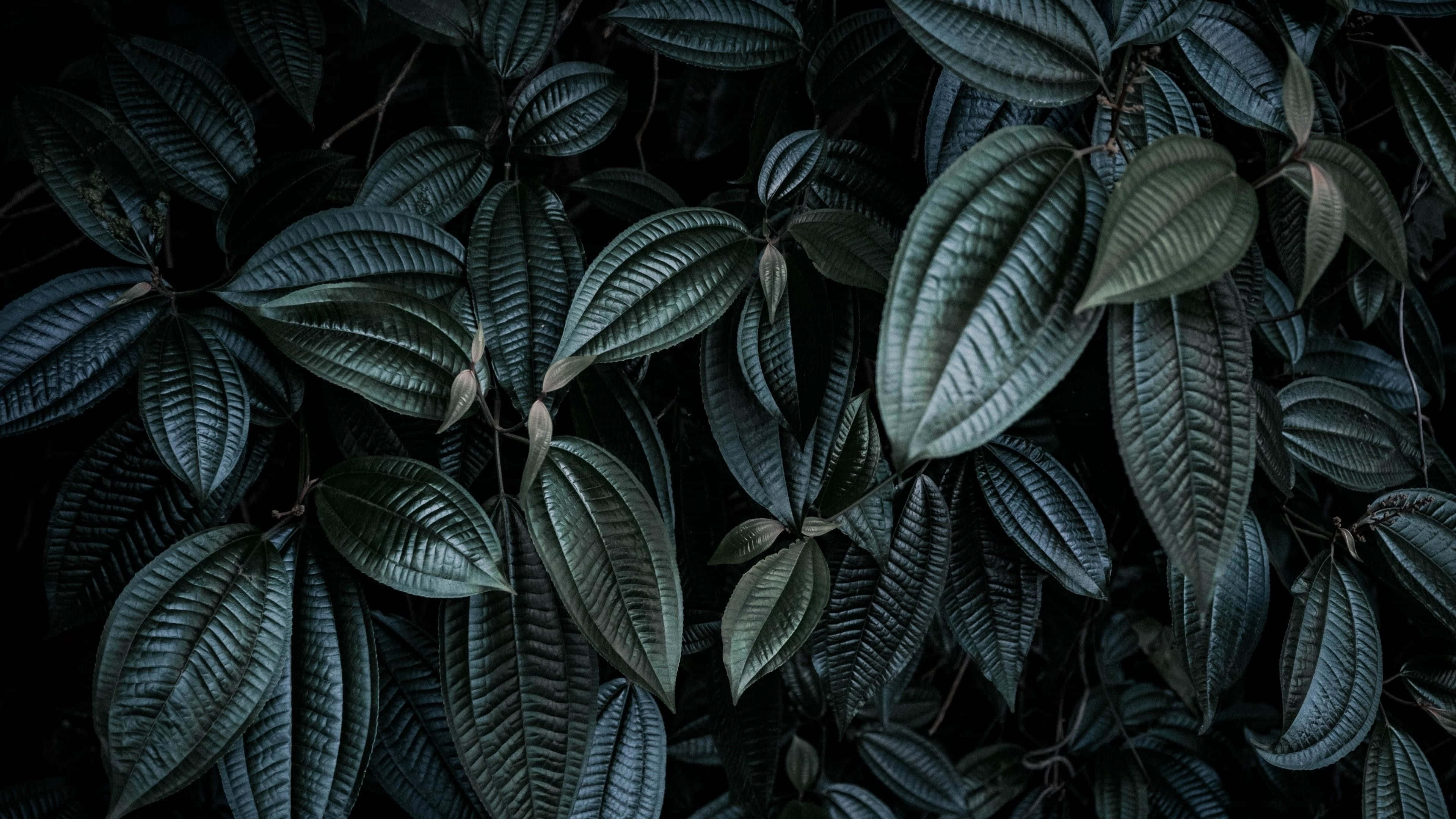 Green Leaves 桌布 壁紙 — 深色光澤葉片帶有明顯葉脈，在黑色背景上形成密集紋理圖案。