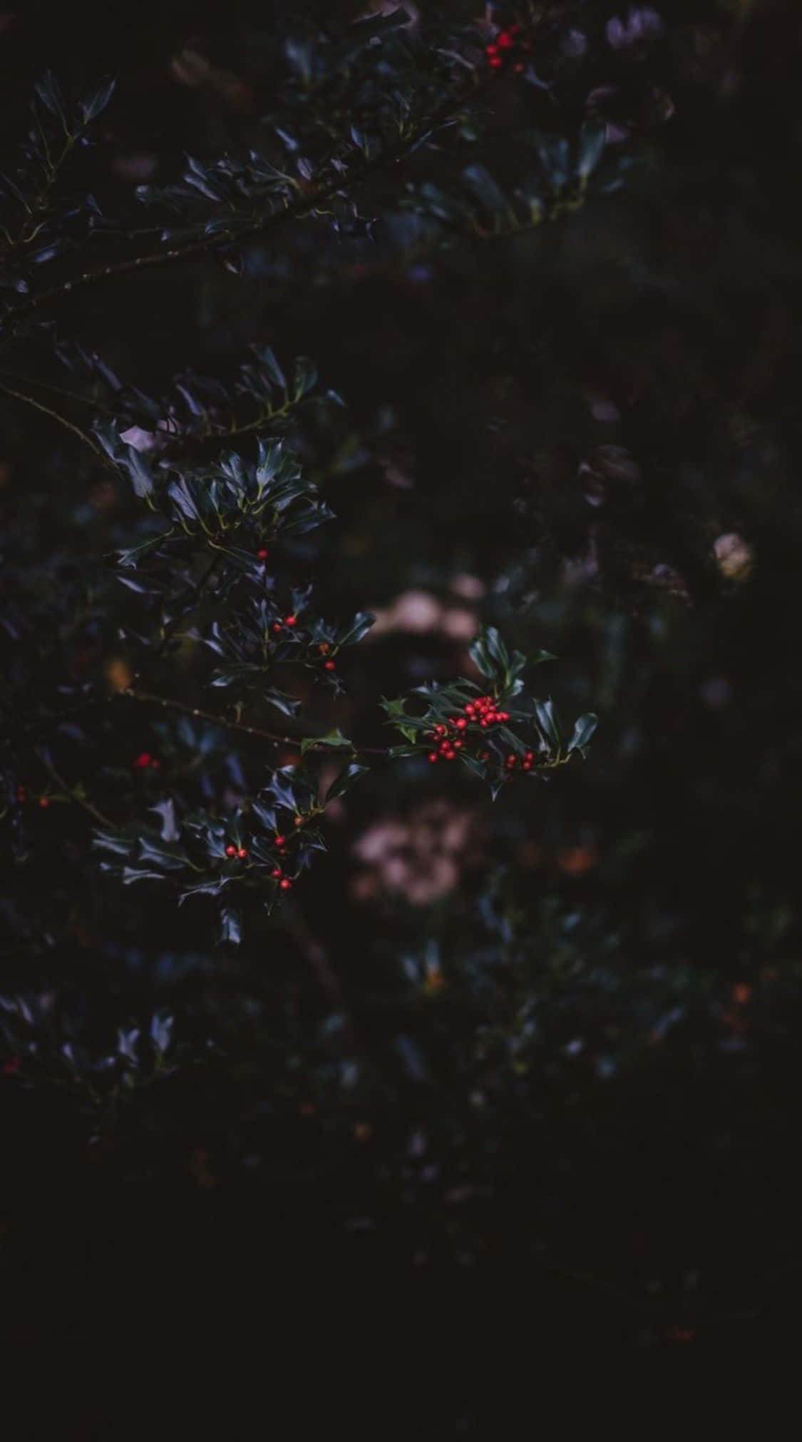 Dark Autumn 桌布 壁紙 — 深色冬青樹枝上掛著鮮紅色的漿果，在陰暗的森林背景下柔和地發光。