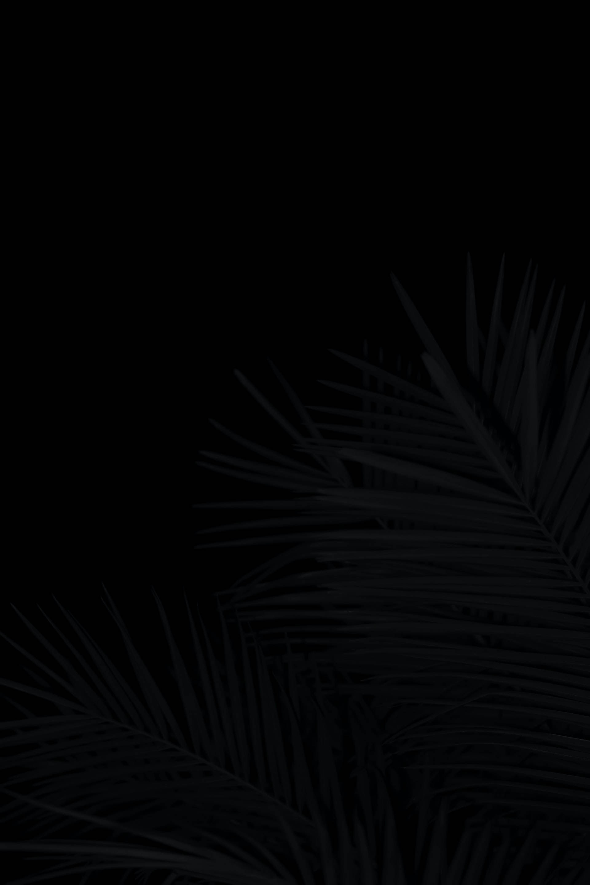 black aesthetic tumblr iPhone 桌布 壁紙 — 深色剪影棕櫚葉從黑色虛空中浮現，營造出極簡熱帶優雅。