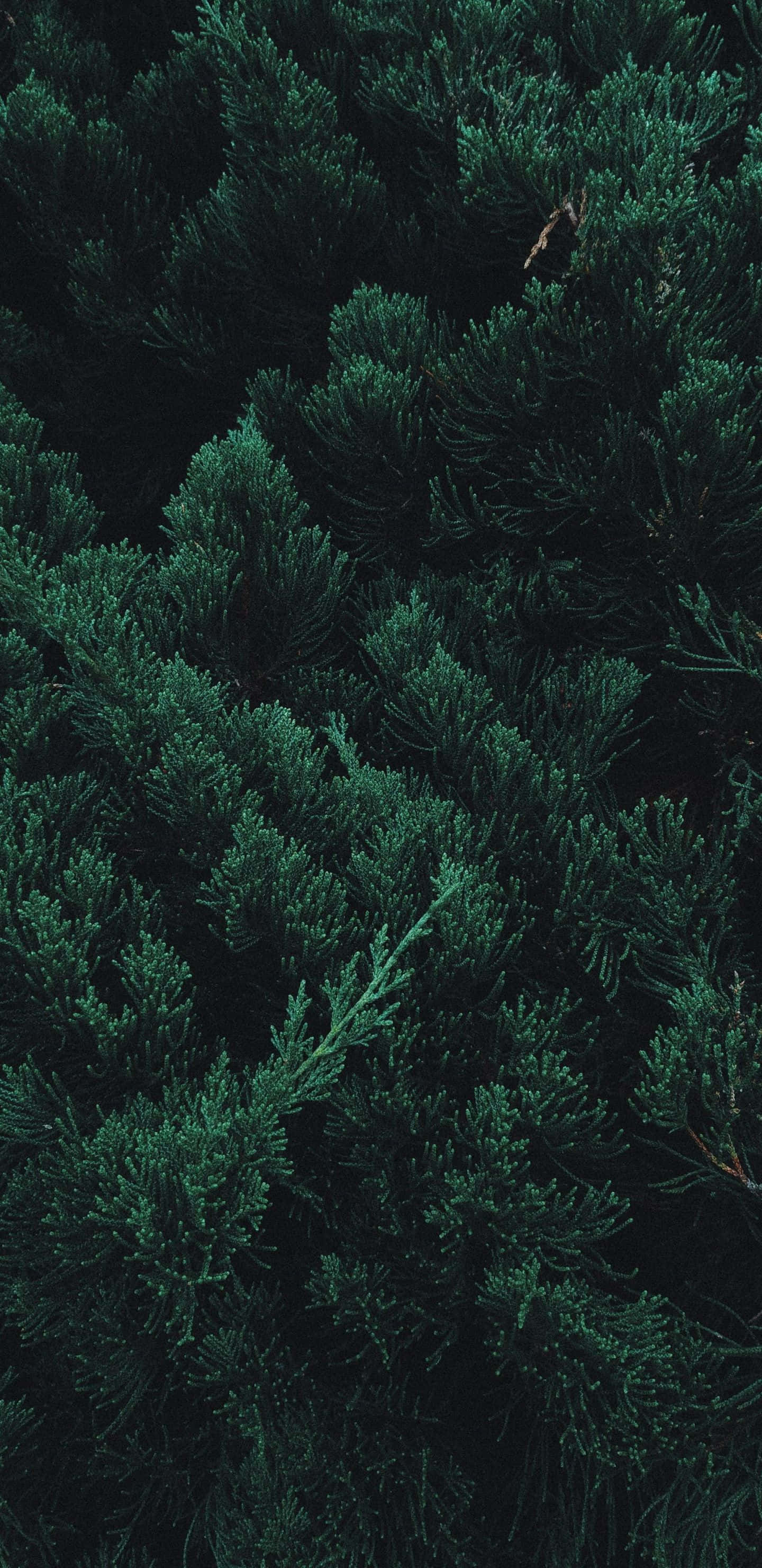 Trees iPhone 桌布 壁紙 — 深色常綠樹枝的密集特寫，帶有深色陰影，營造出陰鬱的森林質感。