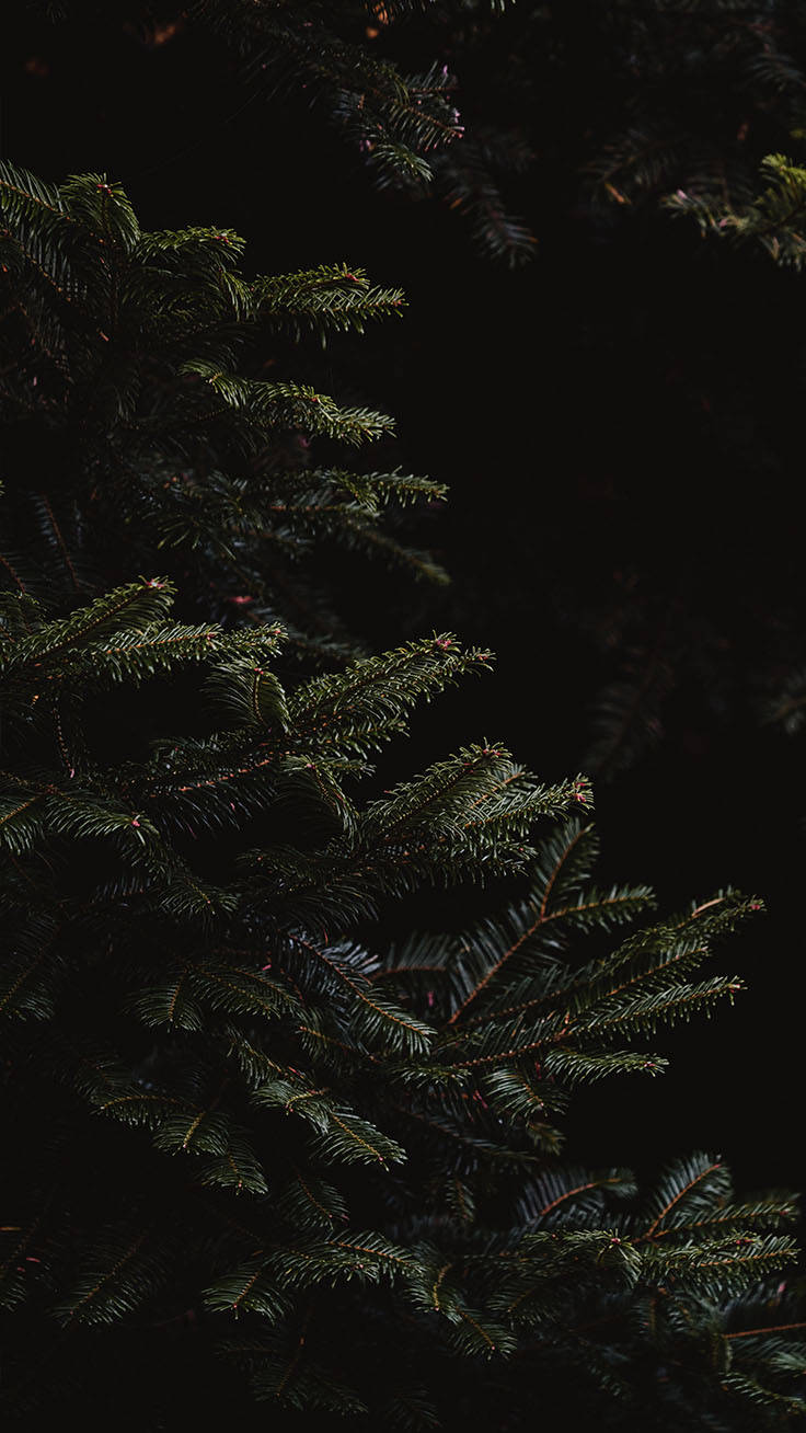 Black Christmas 桌布 壁紙 — 深色松樹枝條帶有深綠色針葉，在黑色背景前以陰鬱的特寫鏡頭突出顯示。