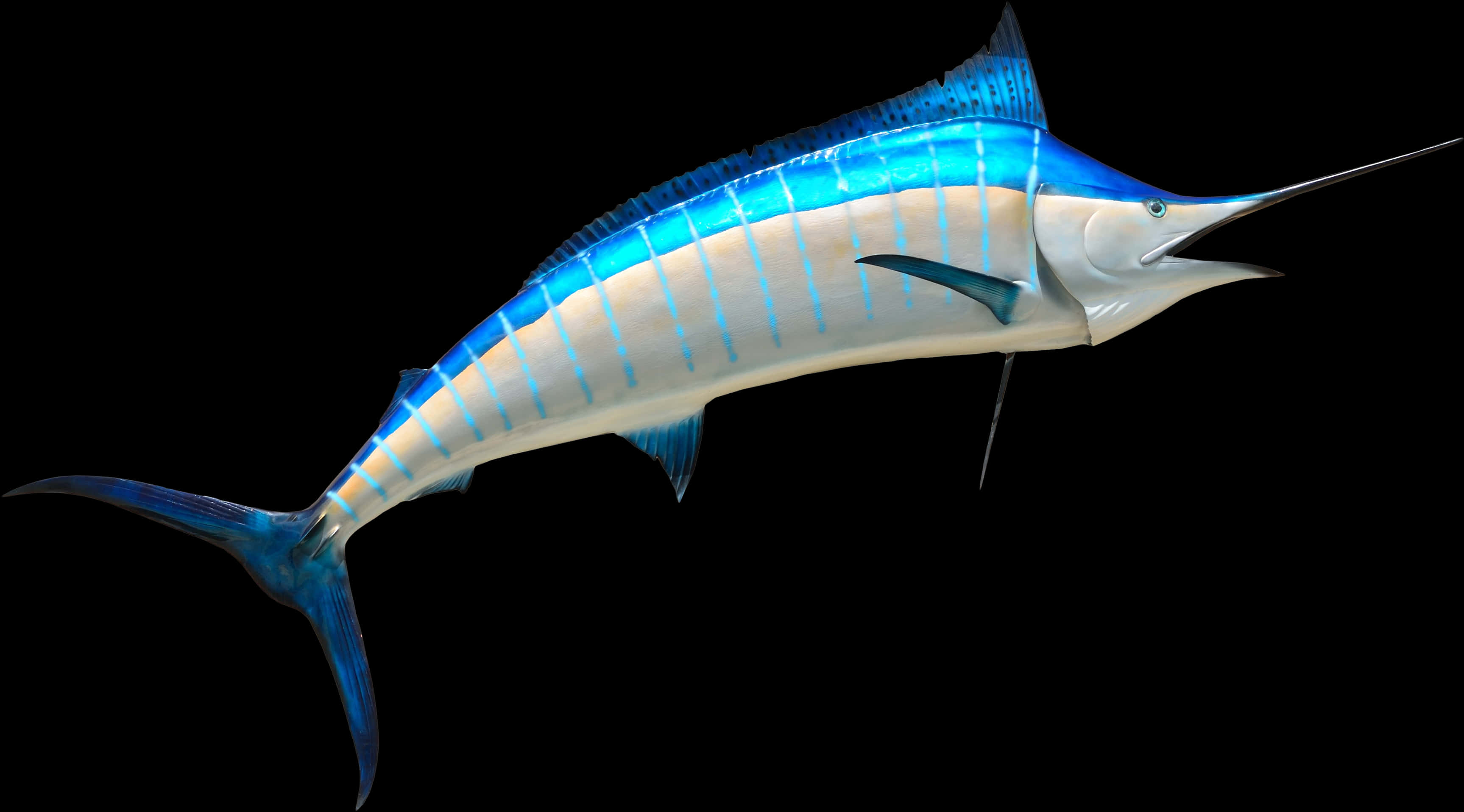 深色水域中的藍馬林魚 壁紙