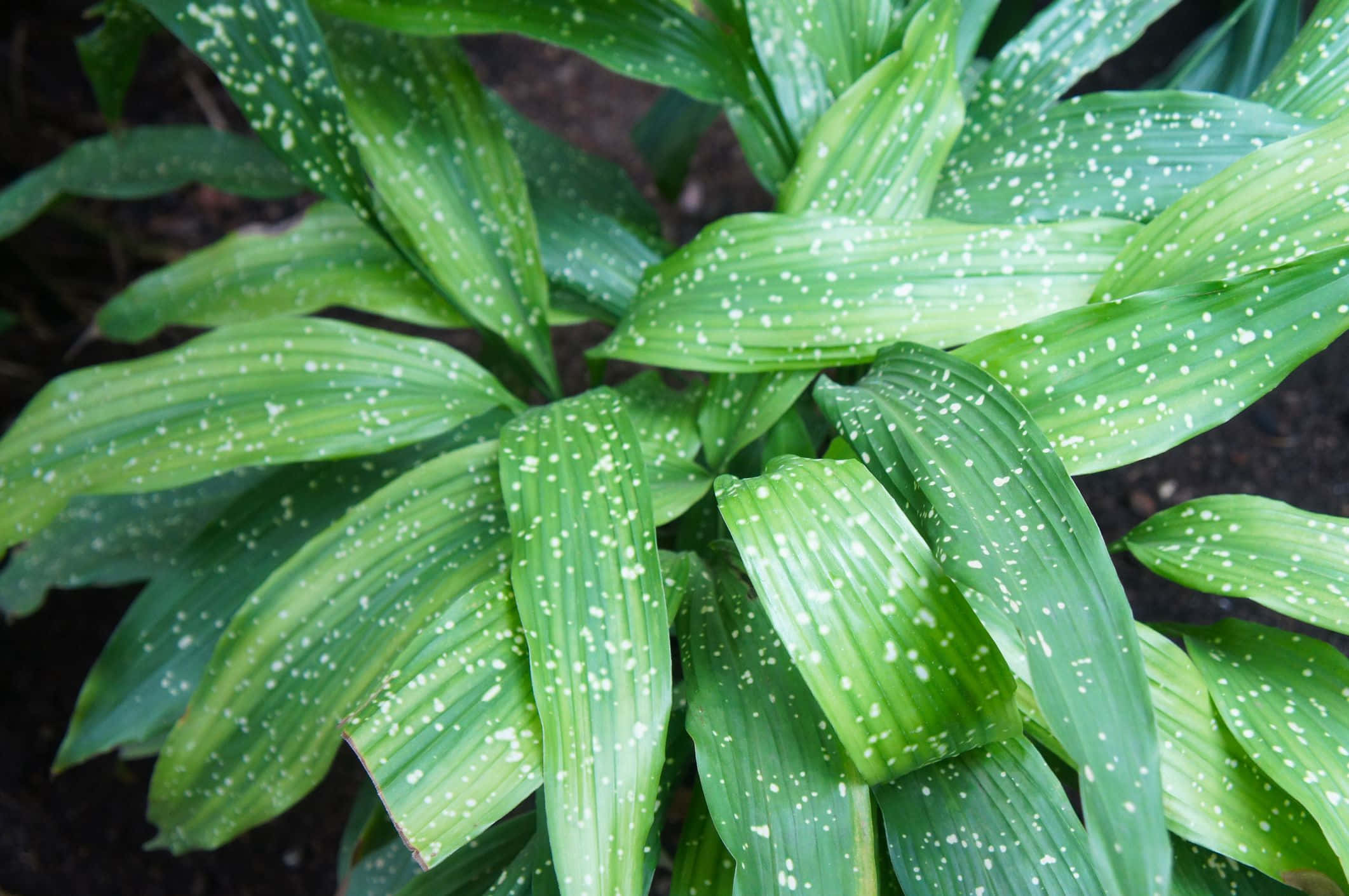 Green Plant 桌布 壁紙 — 深色泥土上帶有白色斑點的鮮綠色葉子特寫。