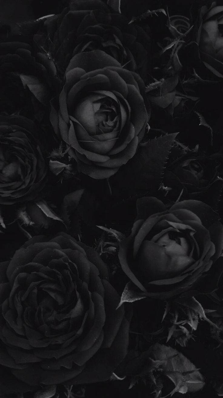 Gothic Phone 桌布 壁紙 — 深色玫瑰的單色特寫，花瓣精緻，陰影深邃，營造出憂鬱的美感。