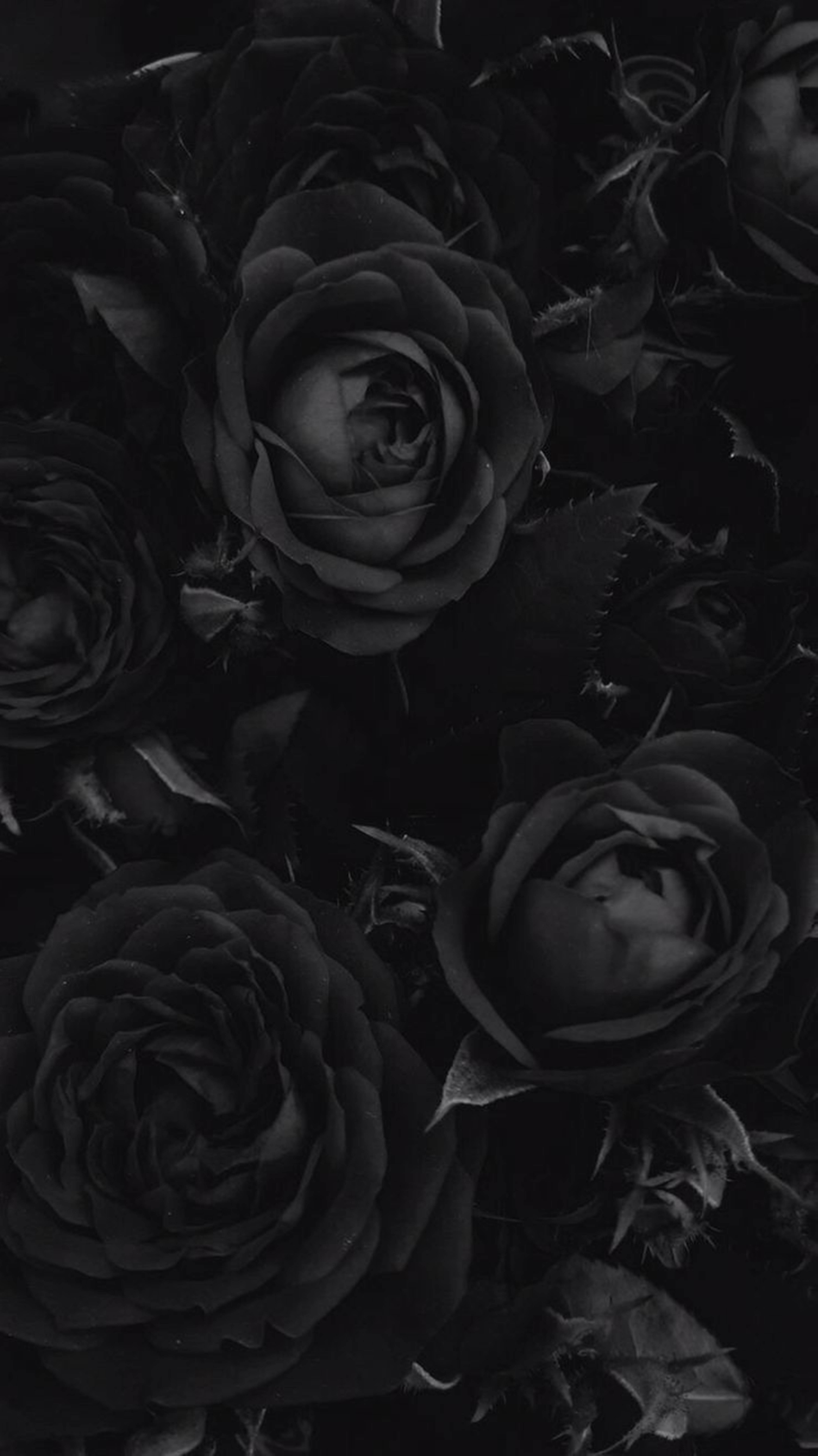 Rose Flower 桌布 壁紙 — 深色玫瑰的單色特寫，花瓣精緻，陰影深邃，營造出憂鬱的花卉質感。