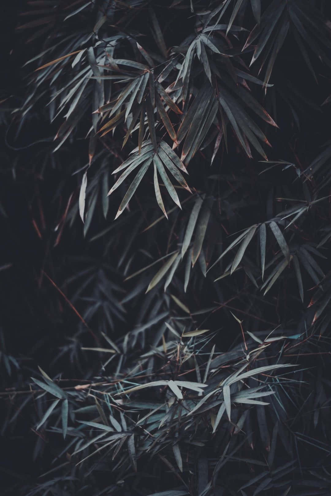 桌布 壁紙 — 深色竹葉帶有柔和的綠色和棕色色調，在陰影背景上營造出憂鬱、有紋理的自然圖案。