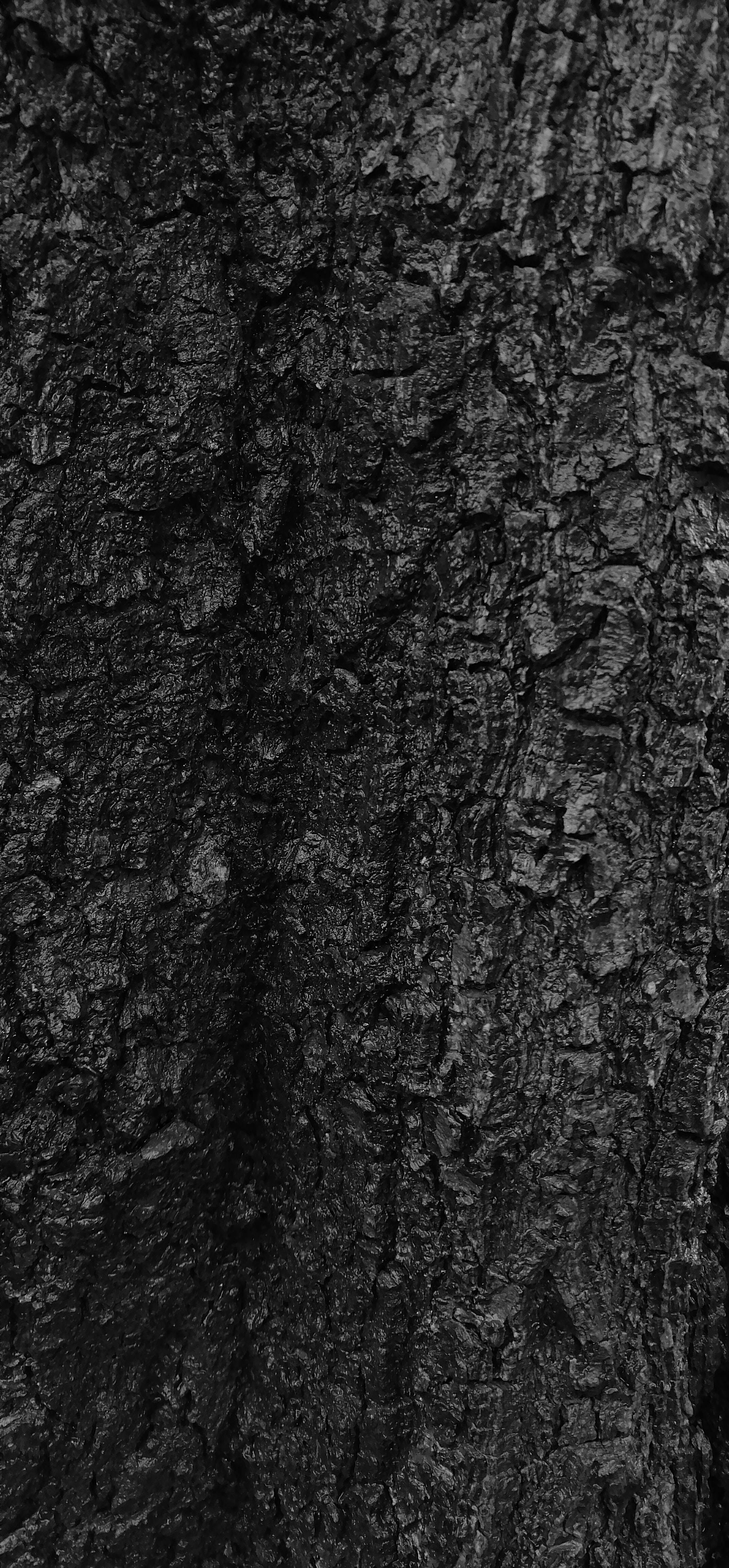 black textured 桌布 壁紙 — 深色紋理樹皮的近距離特寫，帶有深溝和粗糙表面，單色。