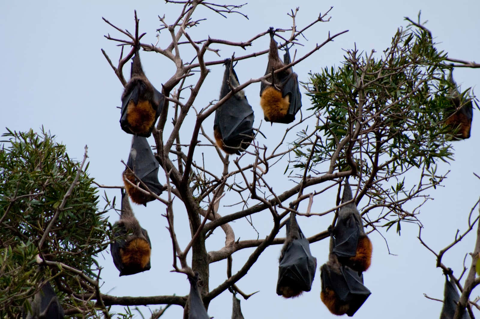 Bats 桌布 壁紙 — 深色翅膀和橙色胸部的蝙蝠倒掛在光禿禿的樹枝上，映襯著蒼白的天空。
