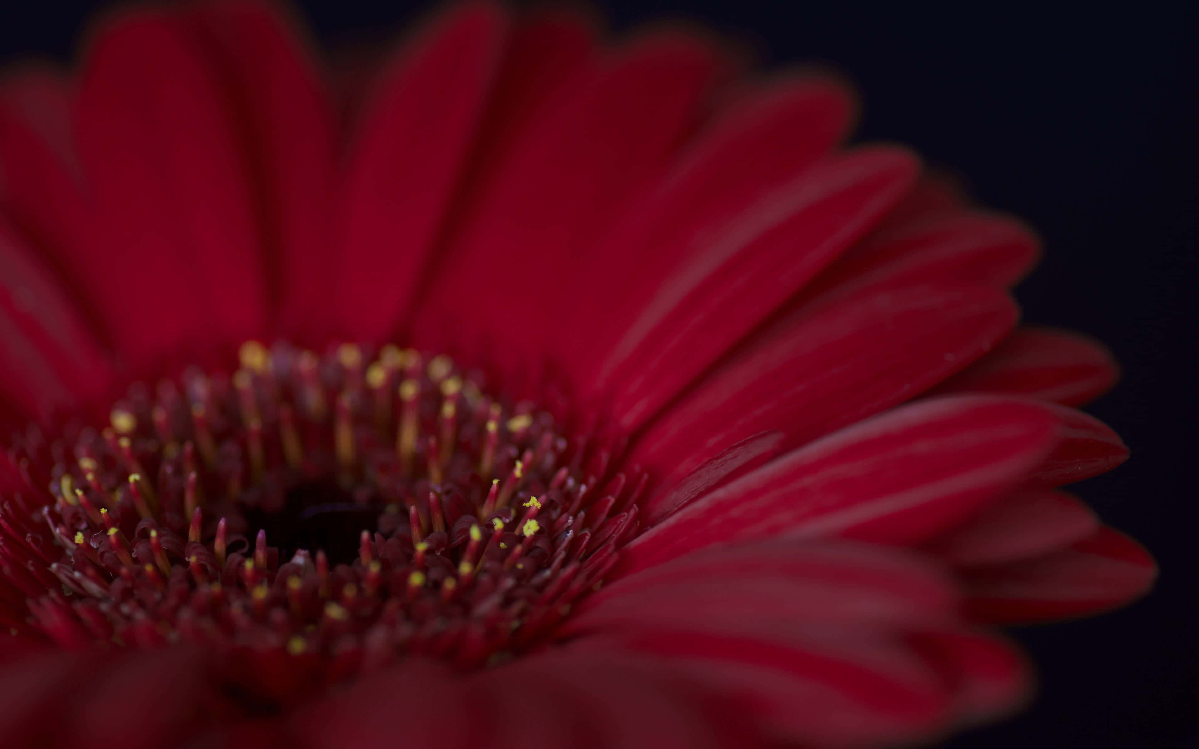 Daisy 桌布 壁紙 — 深色背景上，一朵鮮紅色非洲菊雛菊帶有黃色雄蕊的特寫。