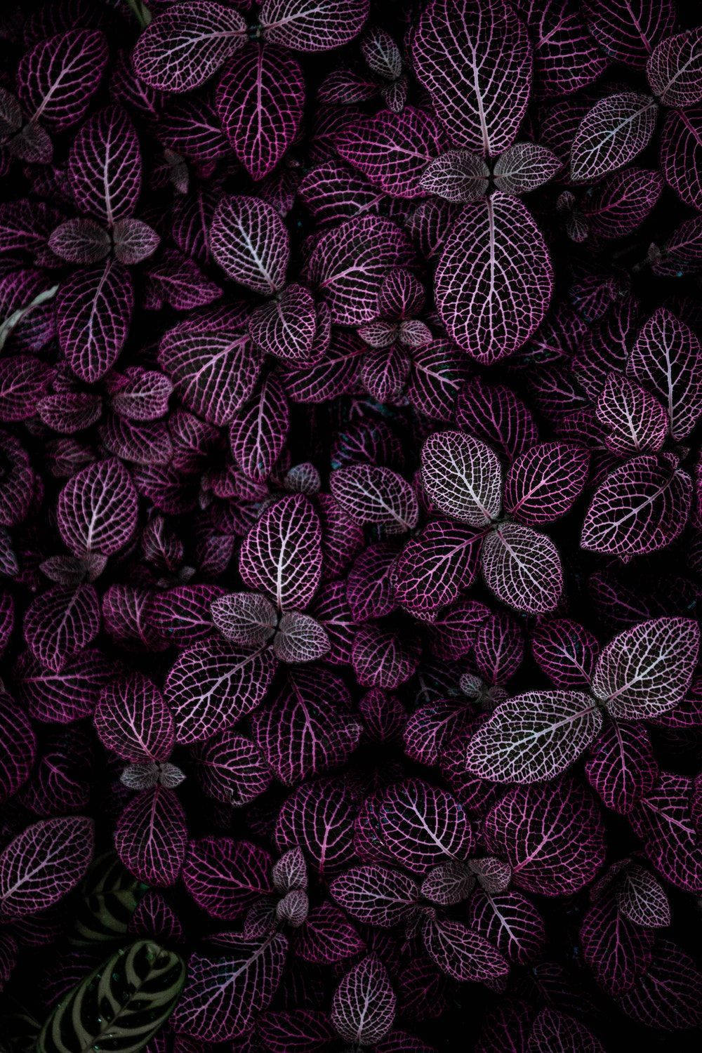 Purple Aesthetic Phone 桌布 壁紙 — 深色背景下，帶有複雜白色葉脈圖案的鮮豔紫色葉子的特寫。
