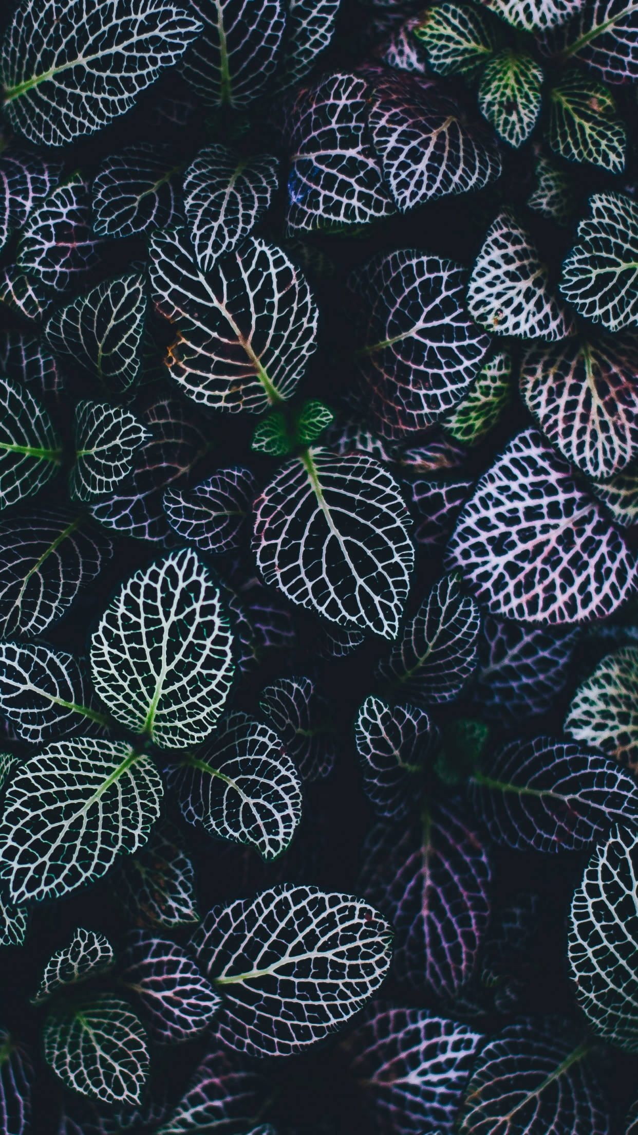 Plant iPhone 桌布 壁紙 — 深色背景下，帶有複雜白色葉脈的鮮綠色葉子的特寫。