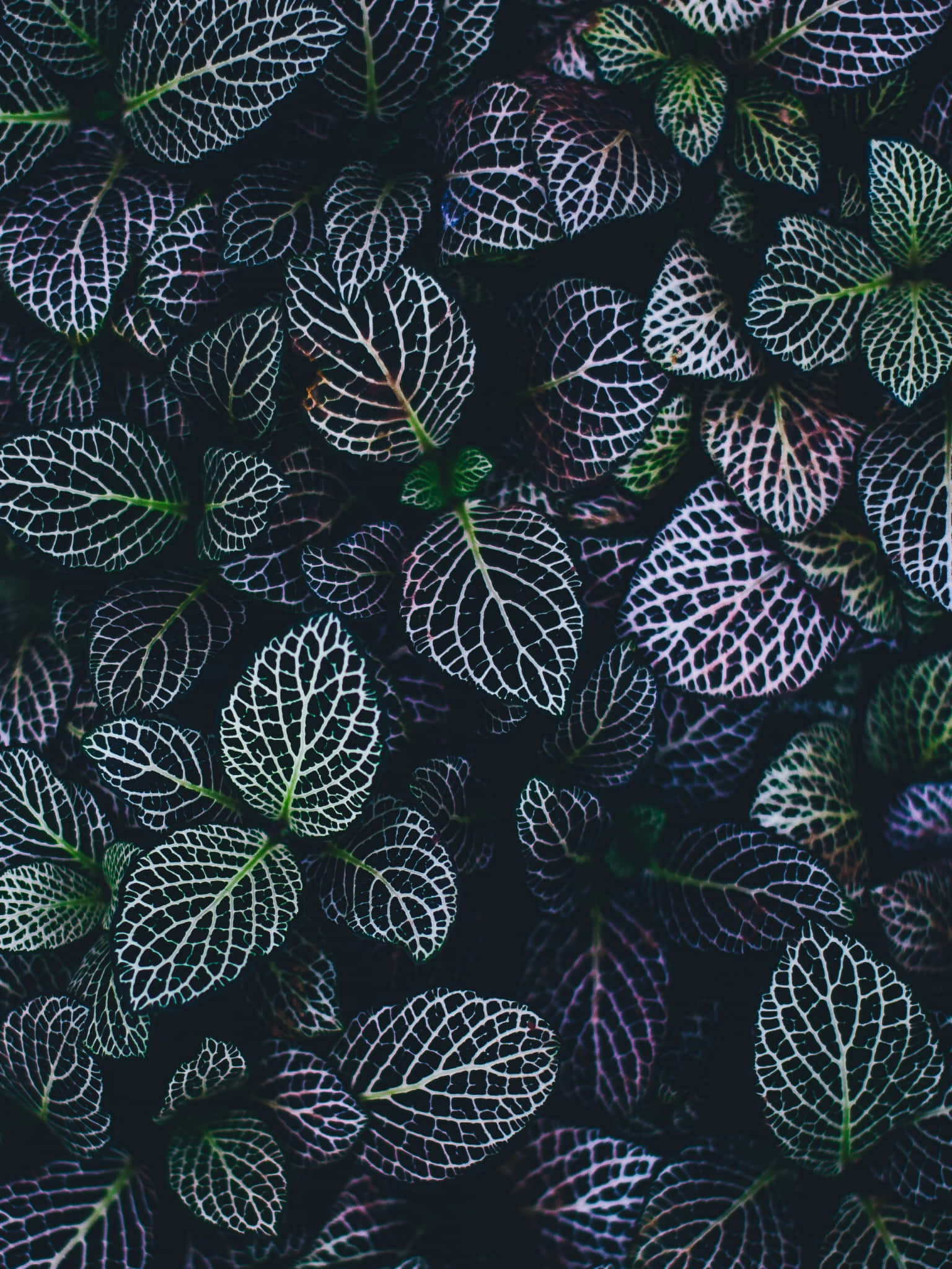 plants 桌布 壁紙 — 深色背景下，帶有複雜白色葉脈的鮮綠色葉子的特寫。