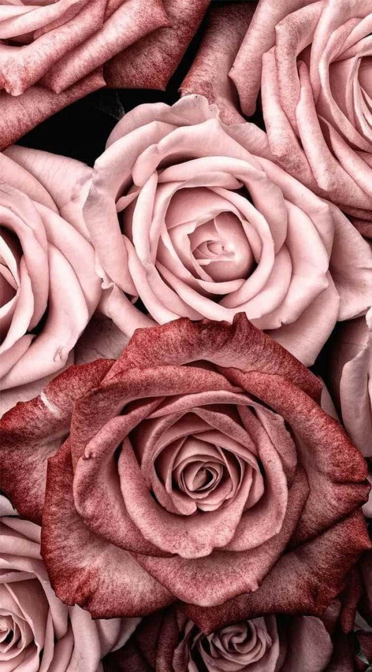 girly pink aesthetic 桌布 壁紙 — 深色背景下，柔軟粉紅與深酒紅色玫瑰的特寫，花瓣帶有紋理。