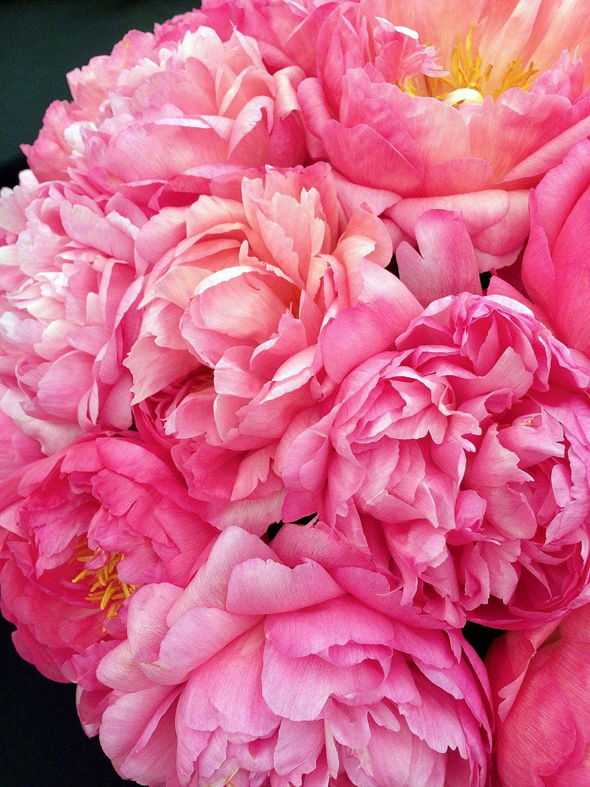 Peony 桌布 壁紙 — 深色背景下，鮮豔粉紅牡丹的茂密特寫，帶有精緻層層花瓣和黃色雄蕊。