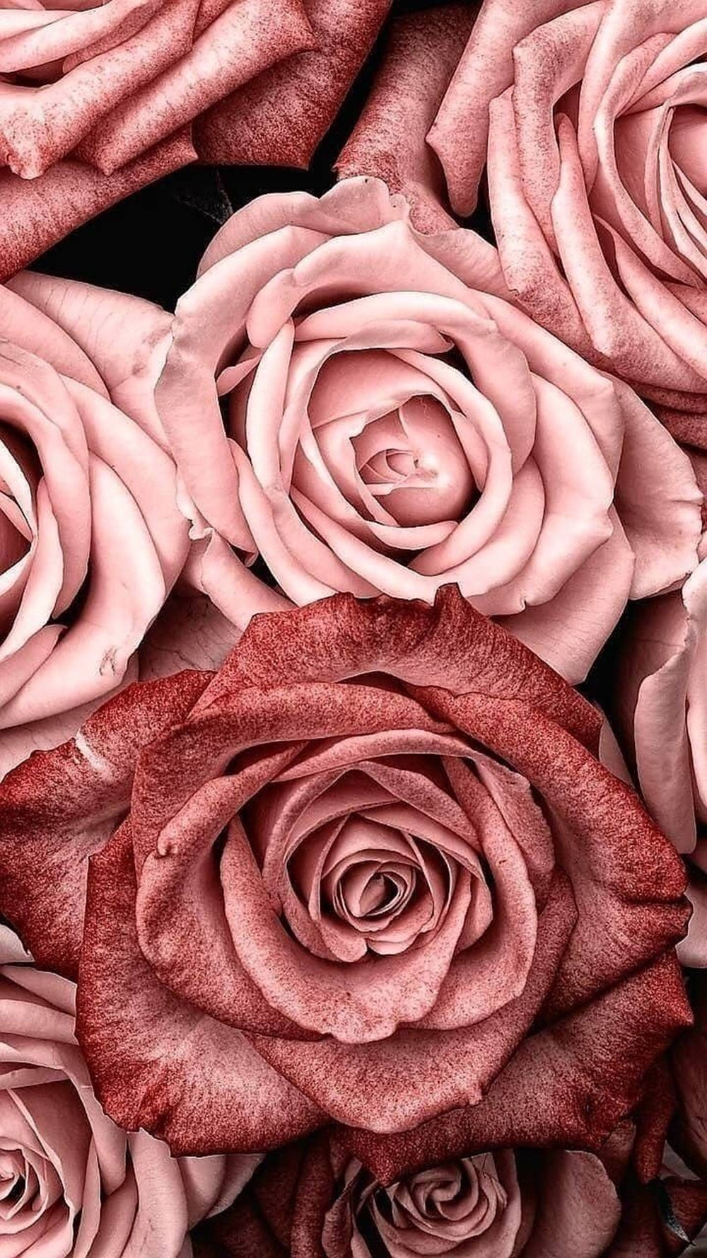 Roses 桌布 壁紙 — 深色背景下柔軟粉紅與深紅玫瑰的特寫，帶有天鵝絨般的花瓣。
