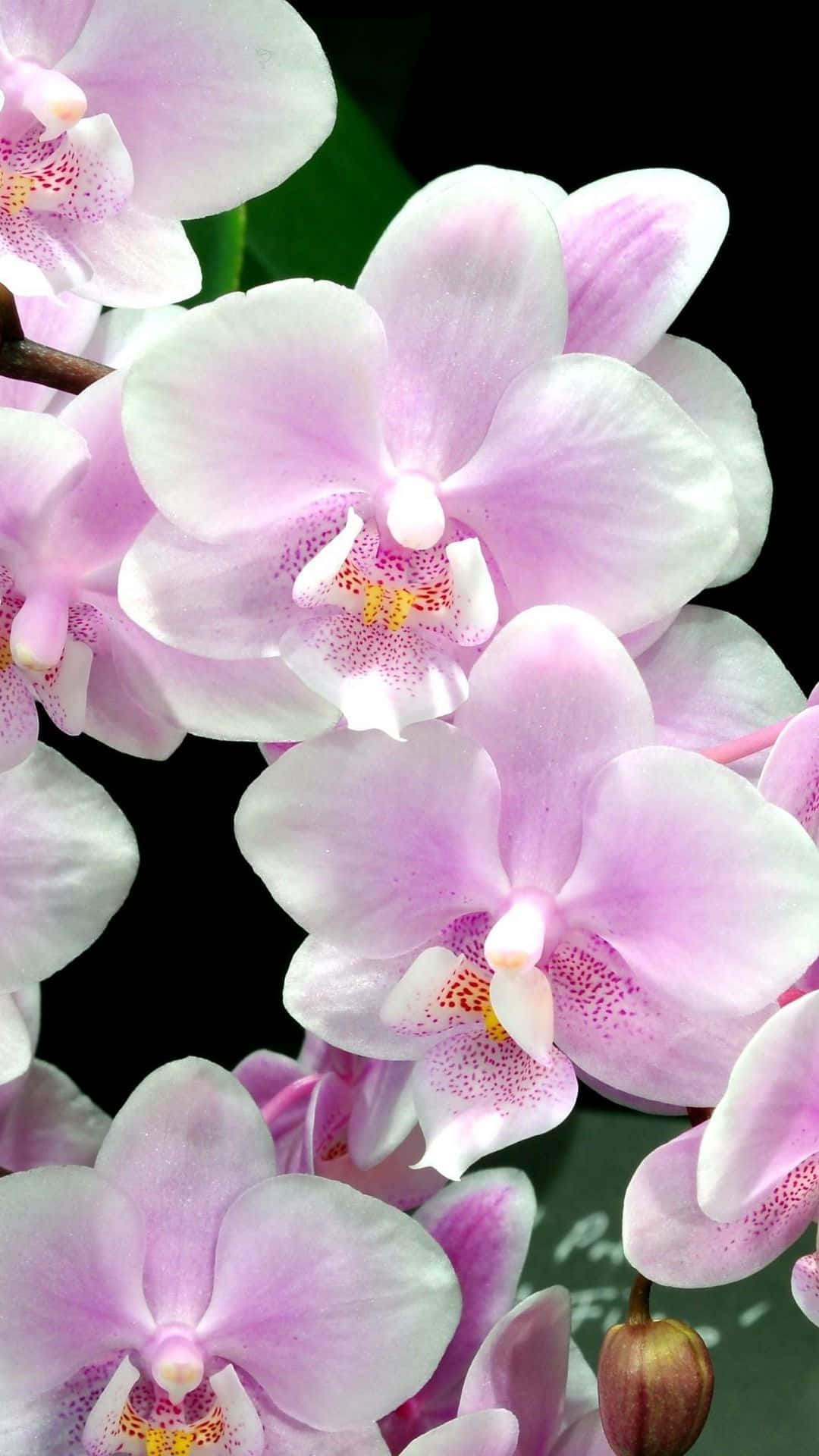 Orchid 桌布 壁紙 — 深色背景下綻放的粉紅色精緻蘭花特寫，帶有斑點中心。