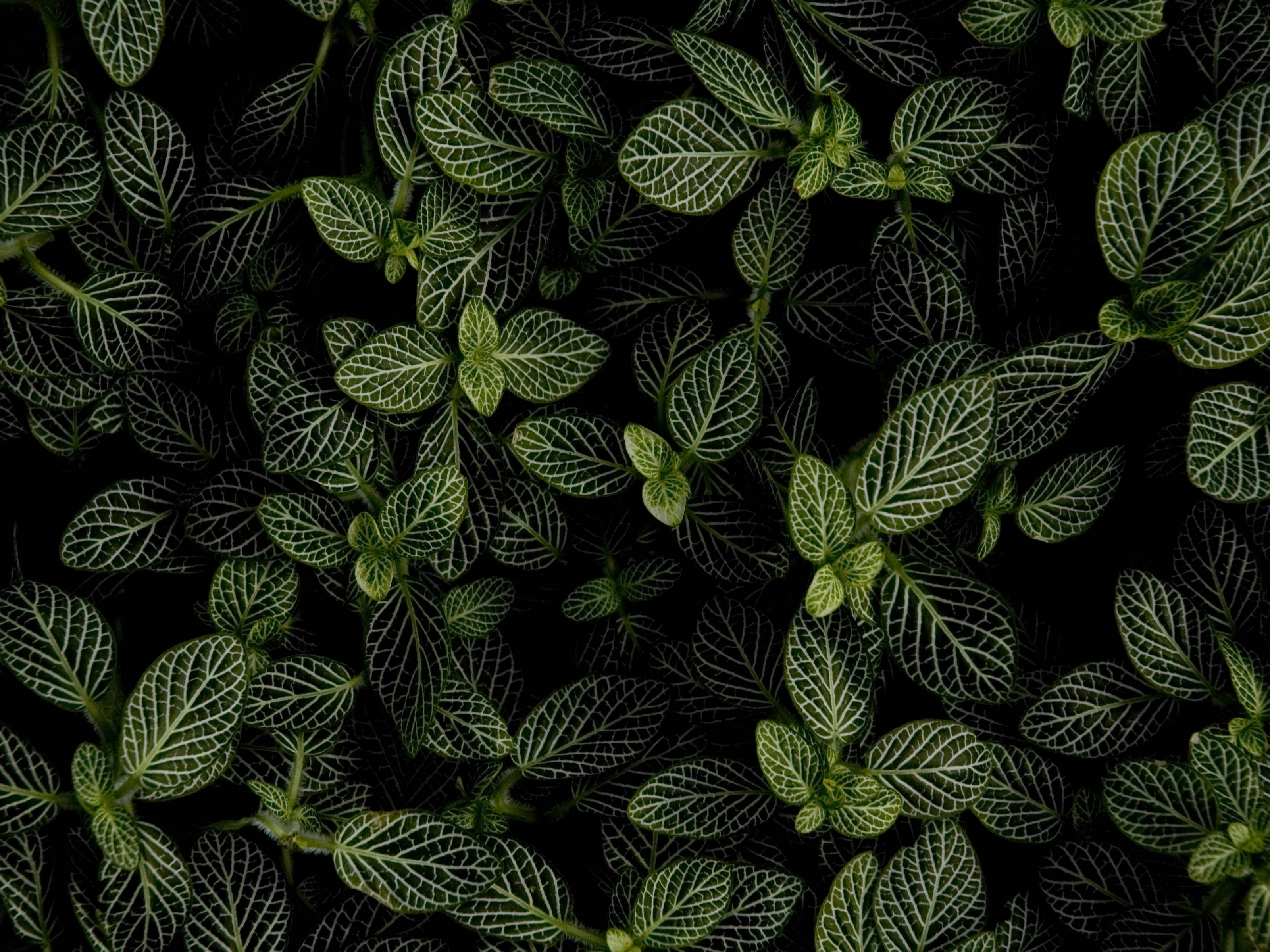 Green Leaves 桌布 壁紙 — 深色背景凸顯了充滿活力的綠色葉子，帶有複雜的白色葉脈，形成密集的自然圖案。