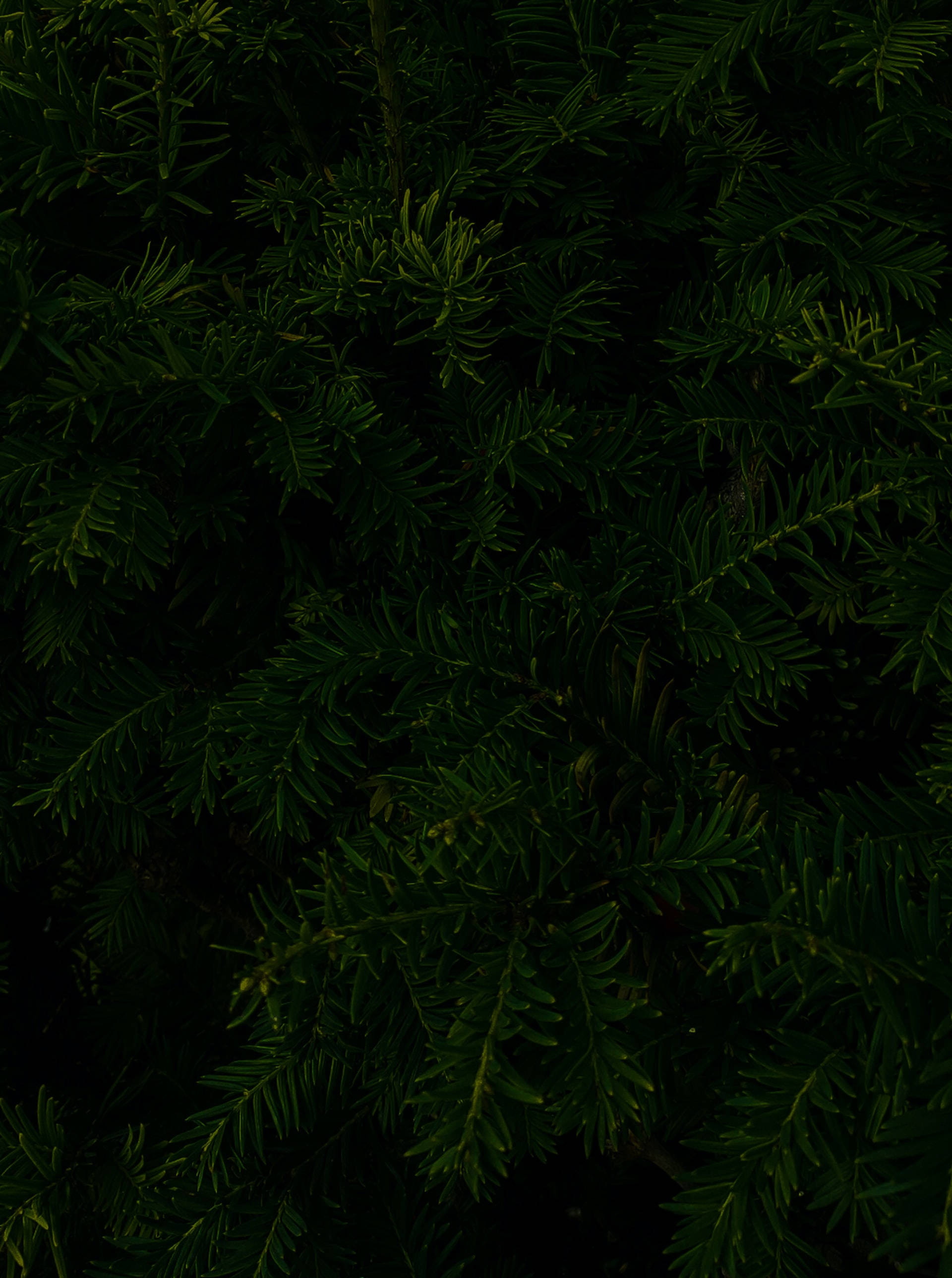 Silhouette 桌布 壁紙 — 深色茂密的常綠樹枝條，帶有深綠色針葉，營造出陰鬱質感的森林地面圖案。