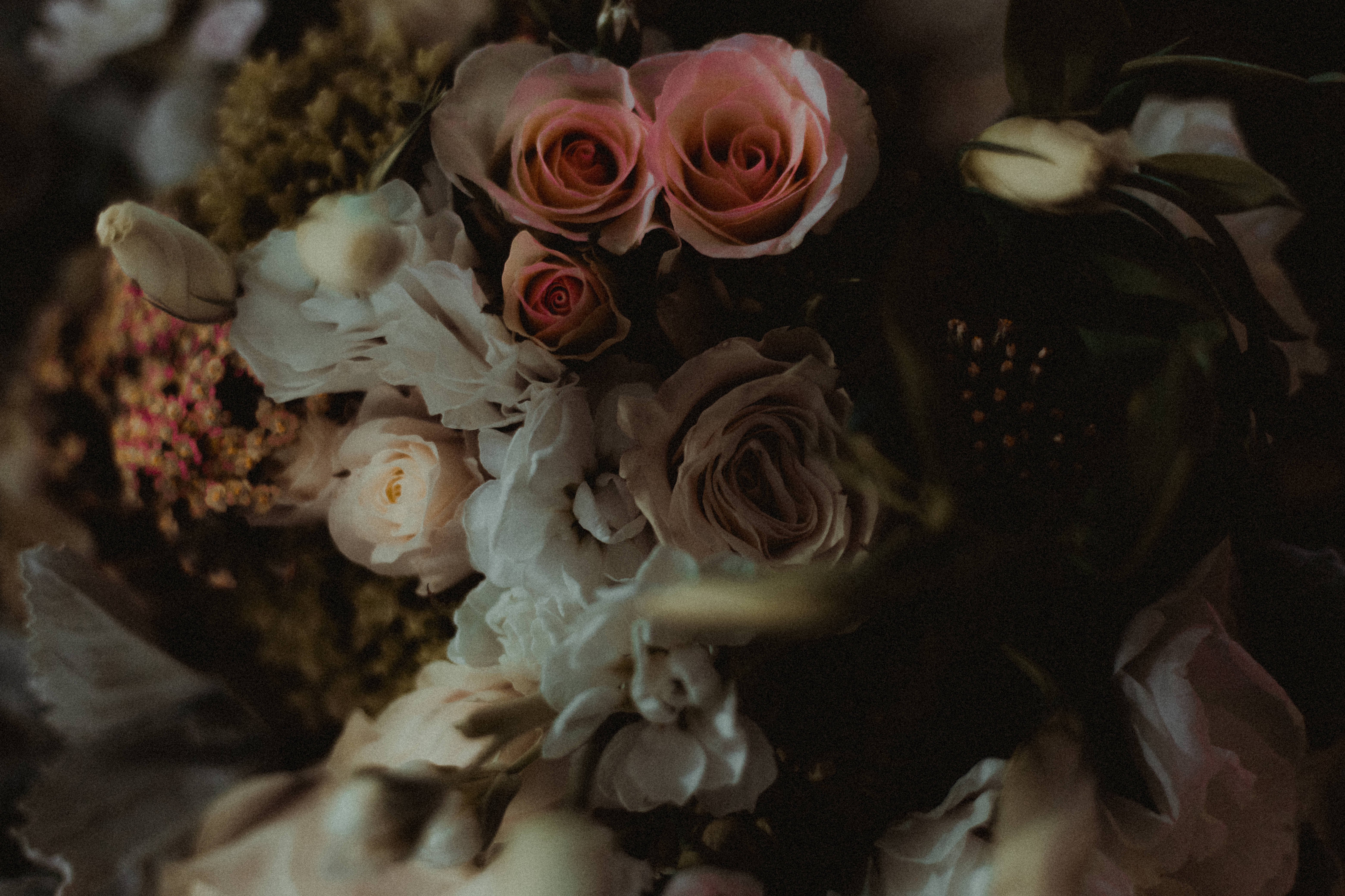 love rose HD 桌布 壁紙 — 深色陰影中柔軟粉紅和奶油色玫瑰及有紋理花朵的憂鬱特寫。