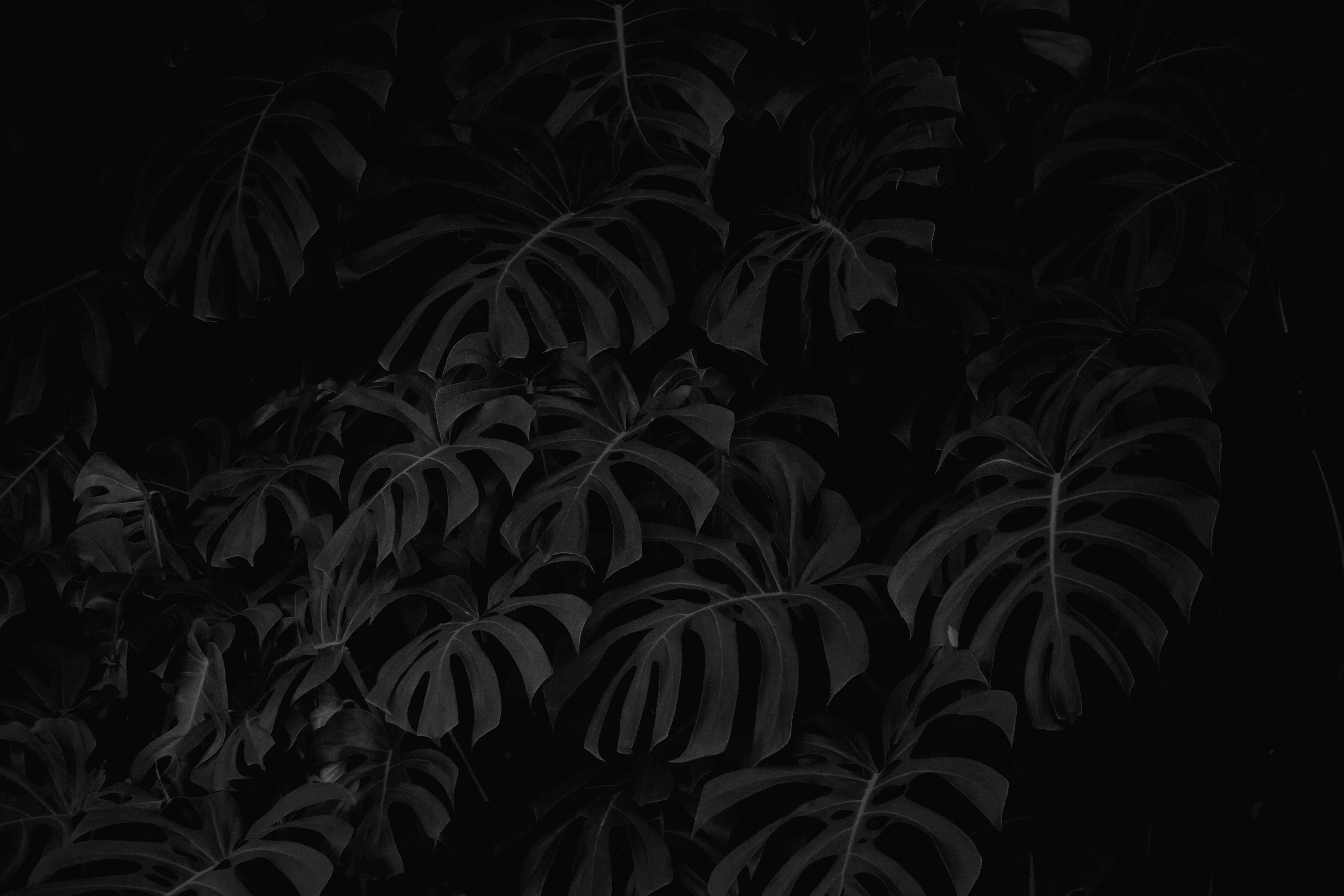 桌布 壁紙 — 深色陰影中的龜背竹葉在黑色背景上營造出陰鬱的單色熱帶圖案。