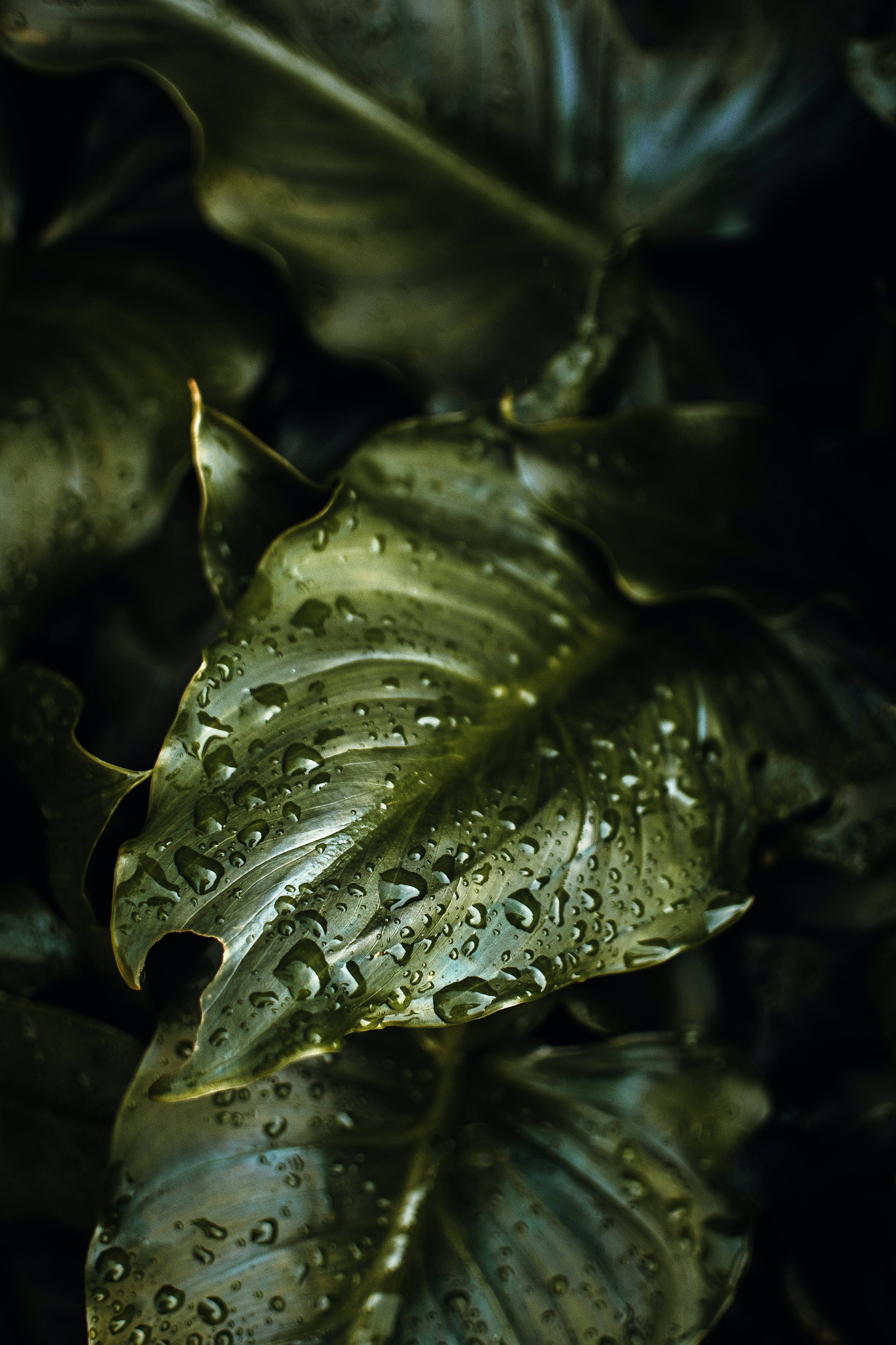 Plant Aesthetic 桌布 壁紙 — 深色陰影中閃爍著雨滴的光澤深綠色葉子的特寫。