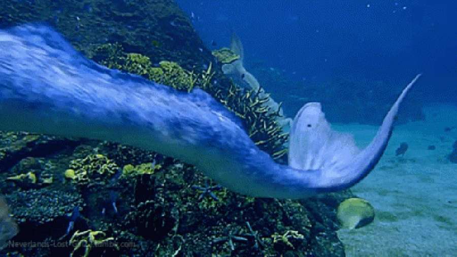 深藍海中的迷人美人魚漩渦 壁紙